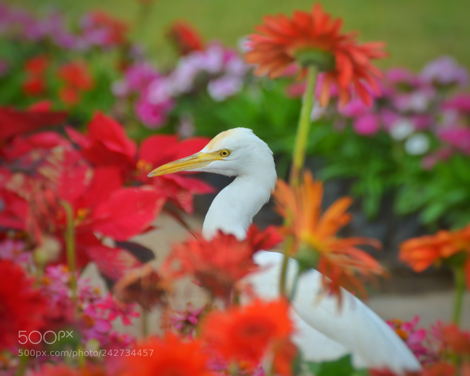 Nikon D5100 sample photo. The white amidst the photography