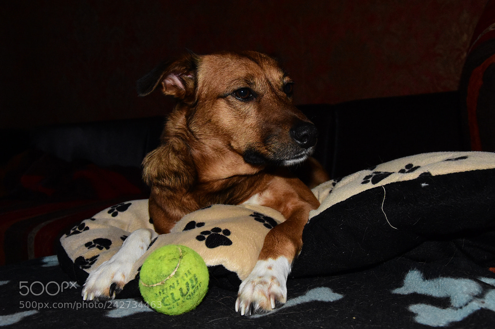 Nikon D7200 sample photo. Come on play with photography