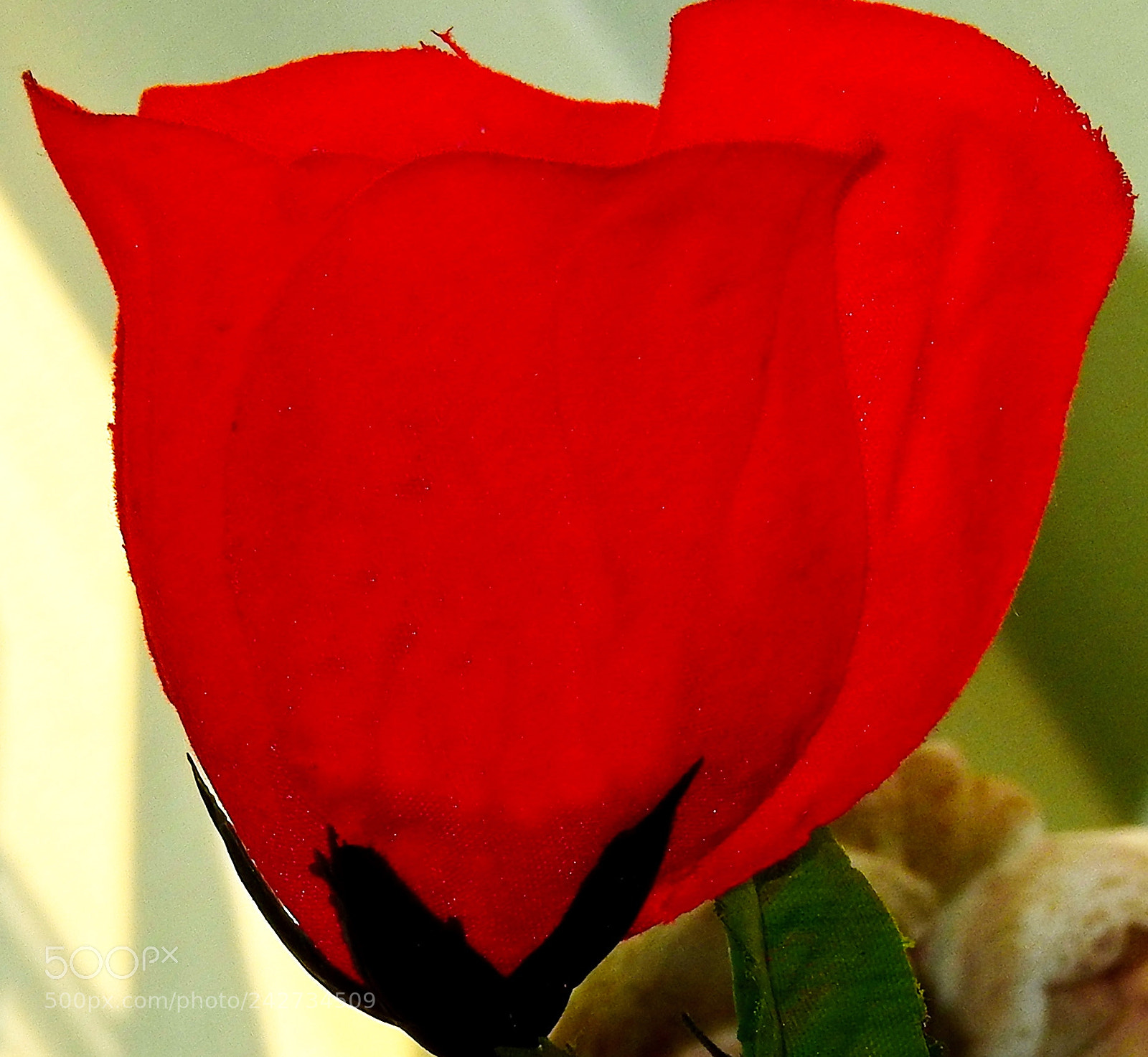 Nikon Coolpix P900 sample photo. A blooming red rose photography