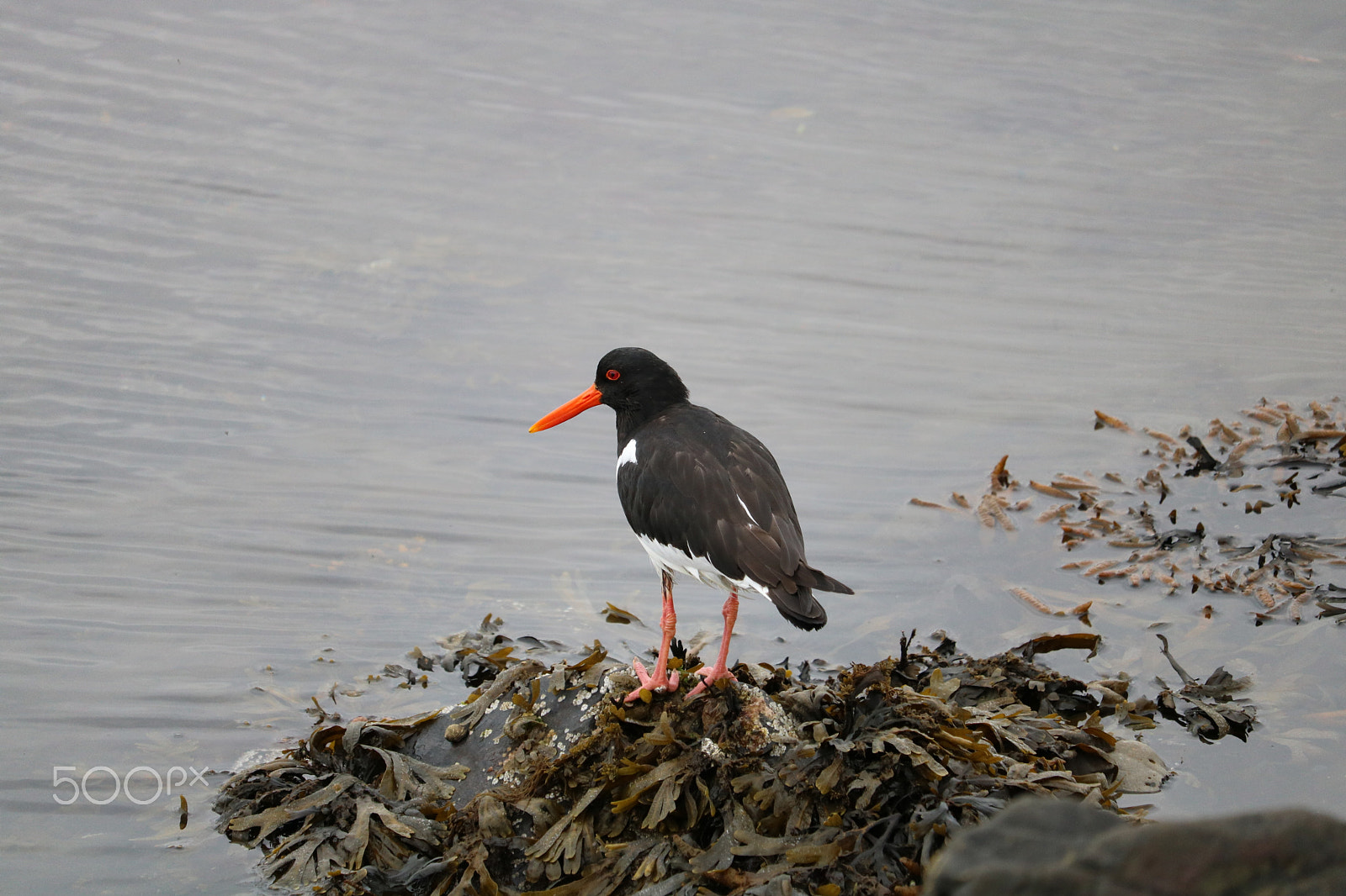 Canon EF-S 55-250mm F4-5.6 IS STM sample photo. Bird near the sea at hvammstangi photography