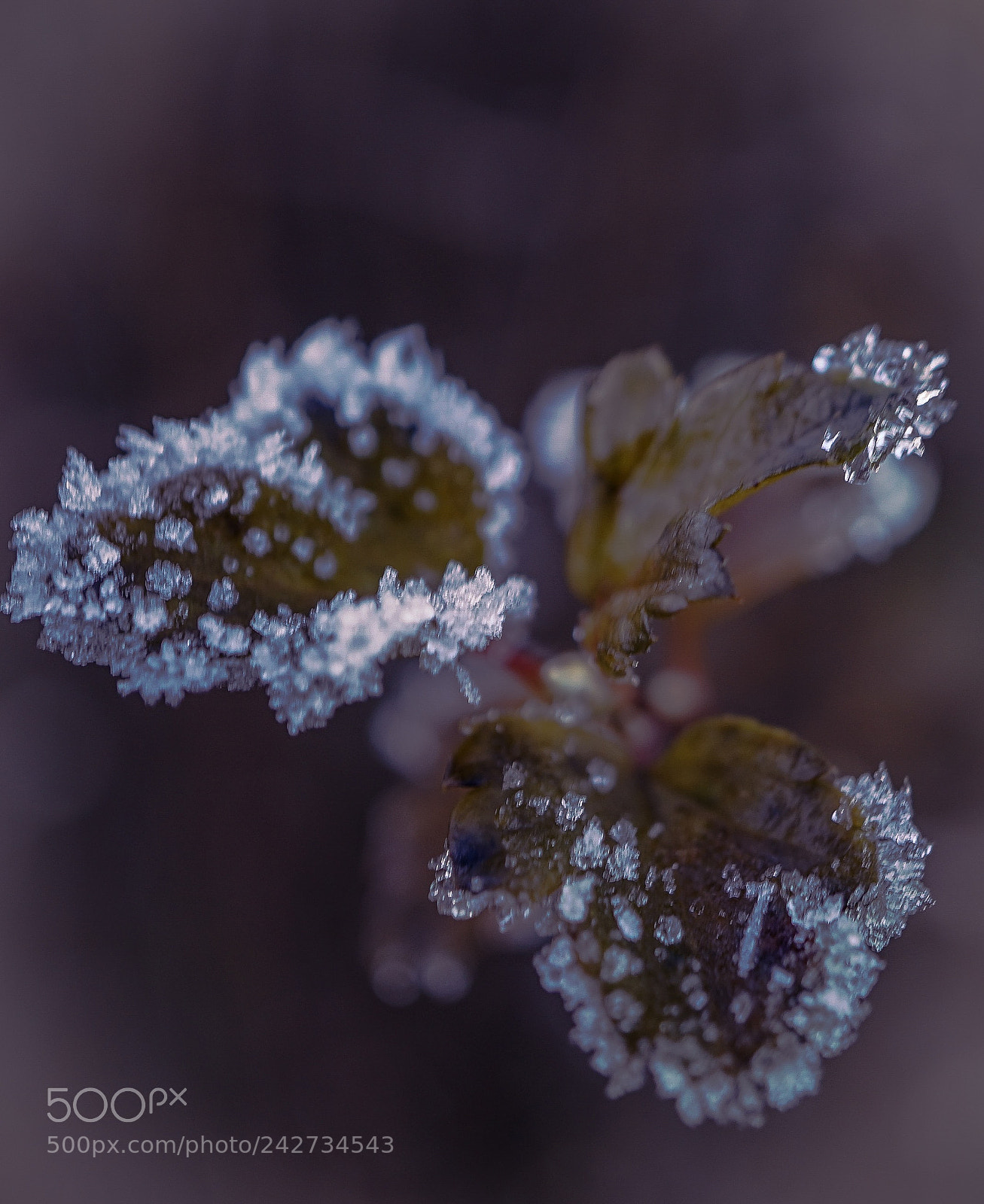 Sony a7 II sample photo. "the first ice breeze" photography