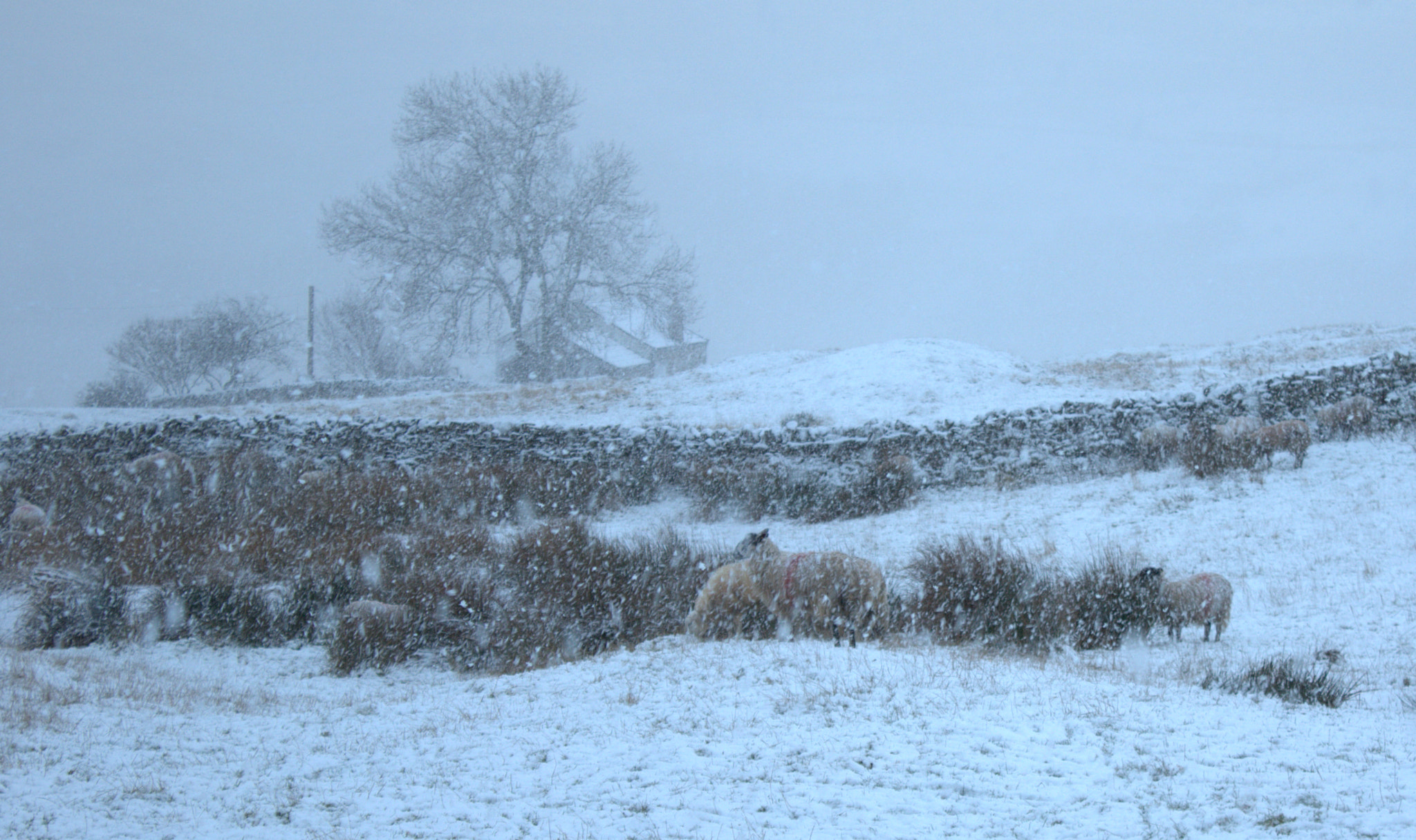 Canon EOS 7D Mark II + Canon EF-S 18-55mm F3.5-5.6 IS sample photo. Sheep in a snowy blizzard photography
