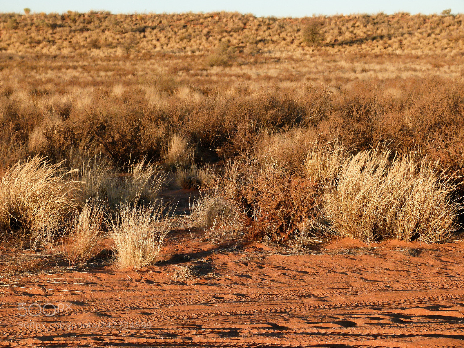 Panasonic Lumix DMC-FZ100 sample photo. Kalahari namibia photography