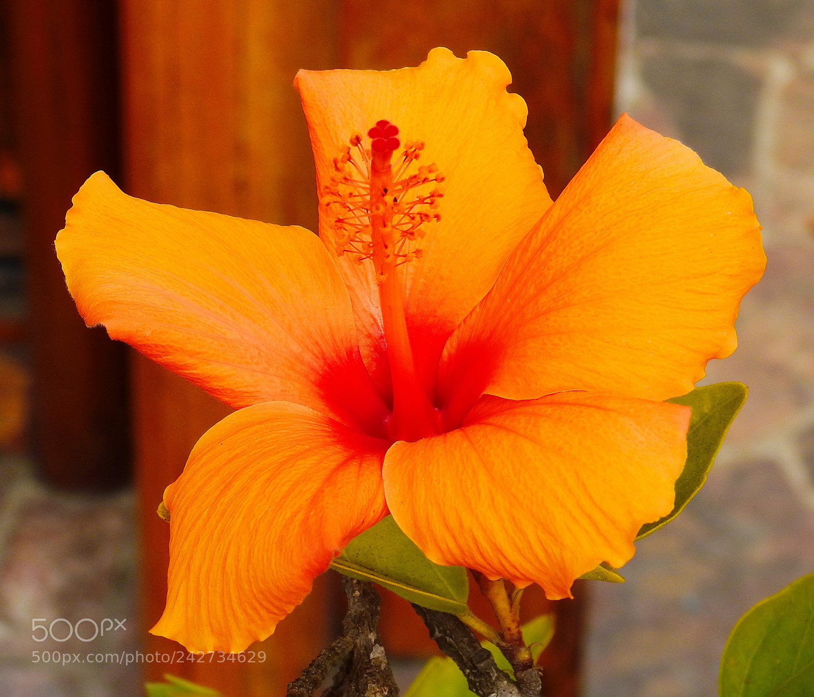 Nikon Coolpix P900 sample photo. A gold hibiscus flower photography