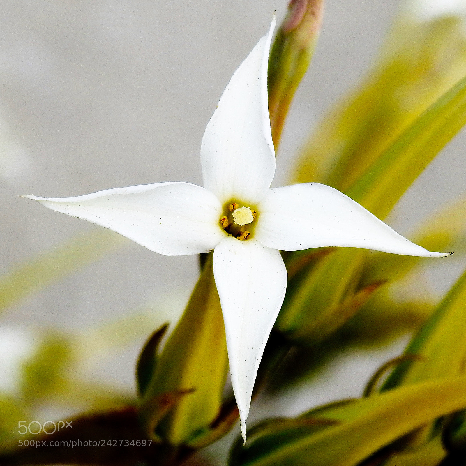 Nikon Coolpix P900 sample photo. White star flower two photography