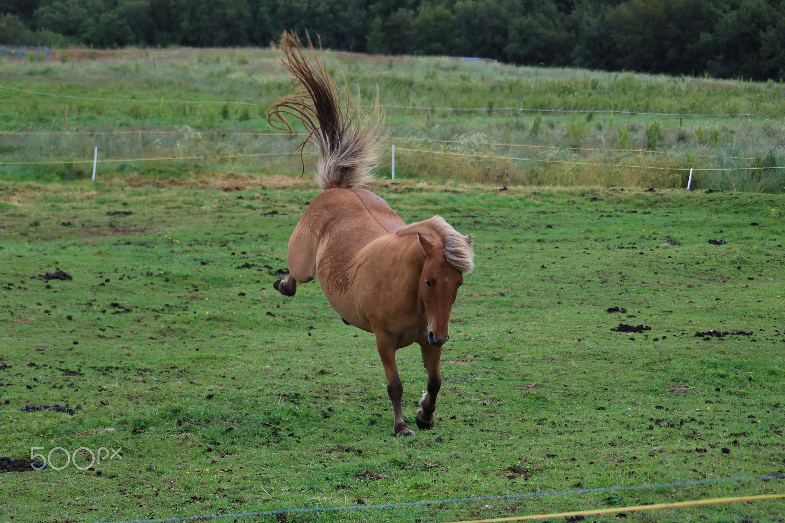 Canon EF-S 55-250mm F4-5.6 IS STM sample photo. Horse kicking backwards photography