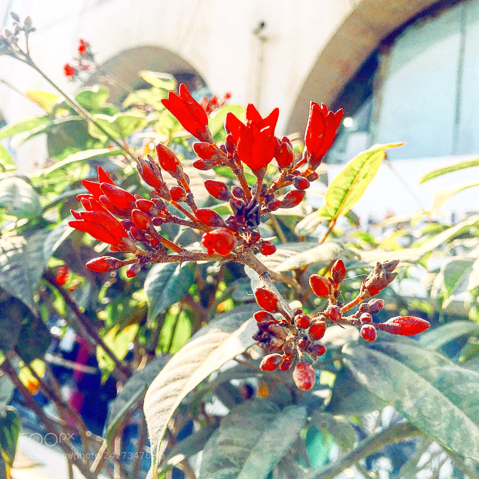 Apple iPhone 6s Plus sample photo. Untitled photography