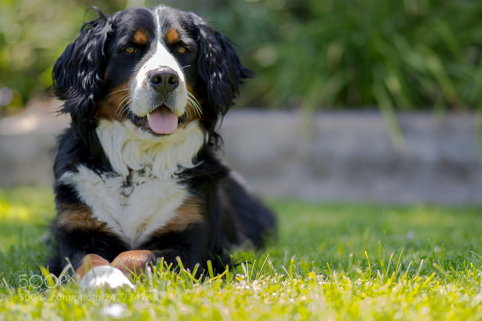 Nikon D500 sample photo. Mia. bernese mountain dog photography