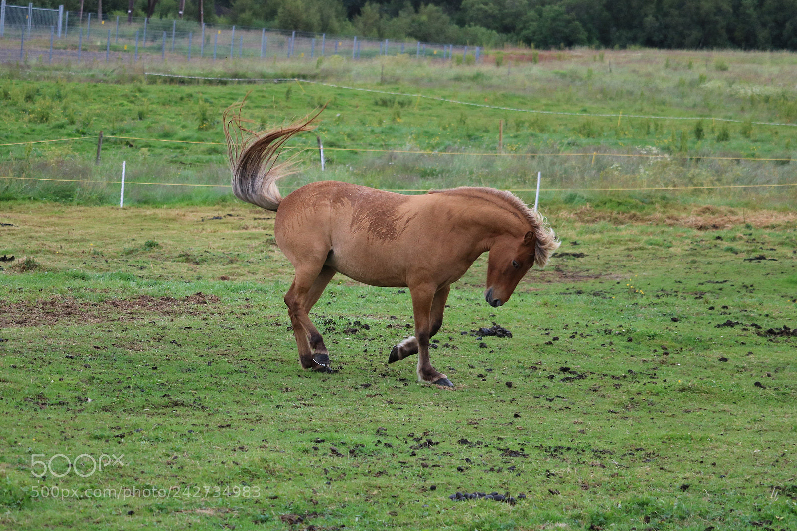 Canon EOS 750D (EOS Rebel T6i / EOS Kiss X8i) sample photo. Horse having fun photography