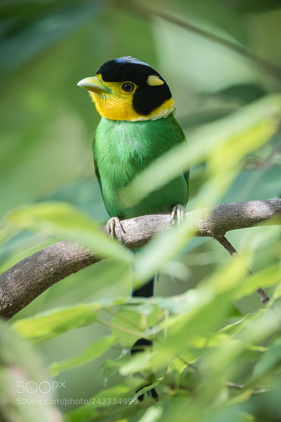 Nikon D500 sample photo. Long tailed broadbill psarisomus photography