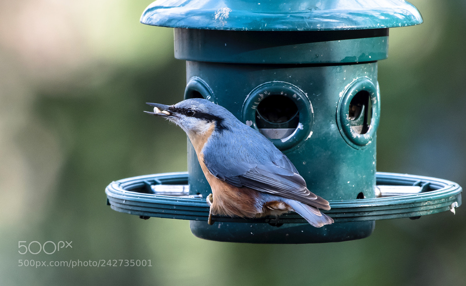 Nikon D850 sample photo. Birdie is amazing photography