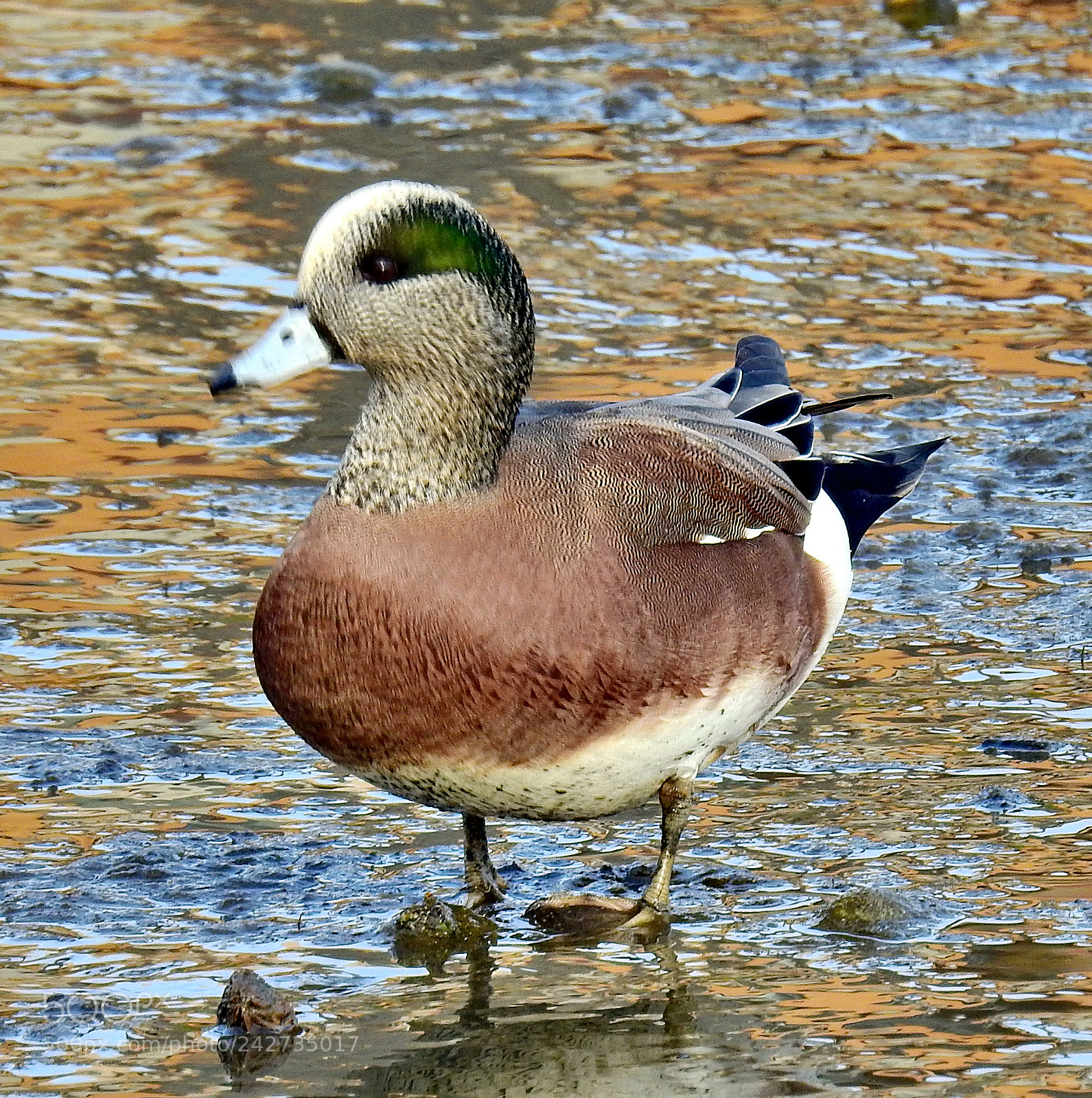 Nikon Coolpix P900 sample photo. Duck walking on the photography