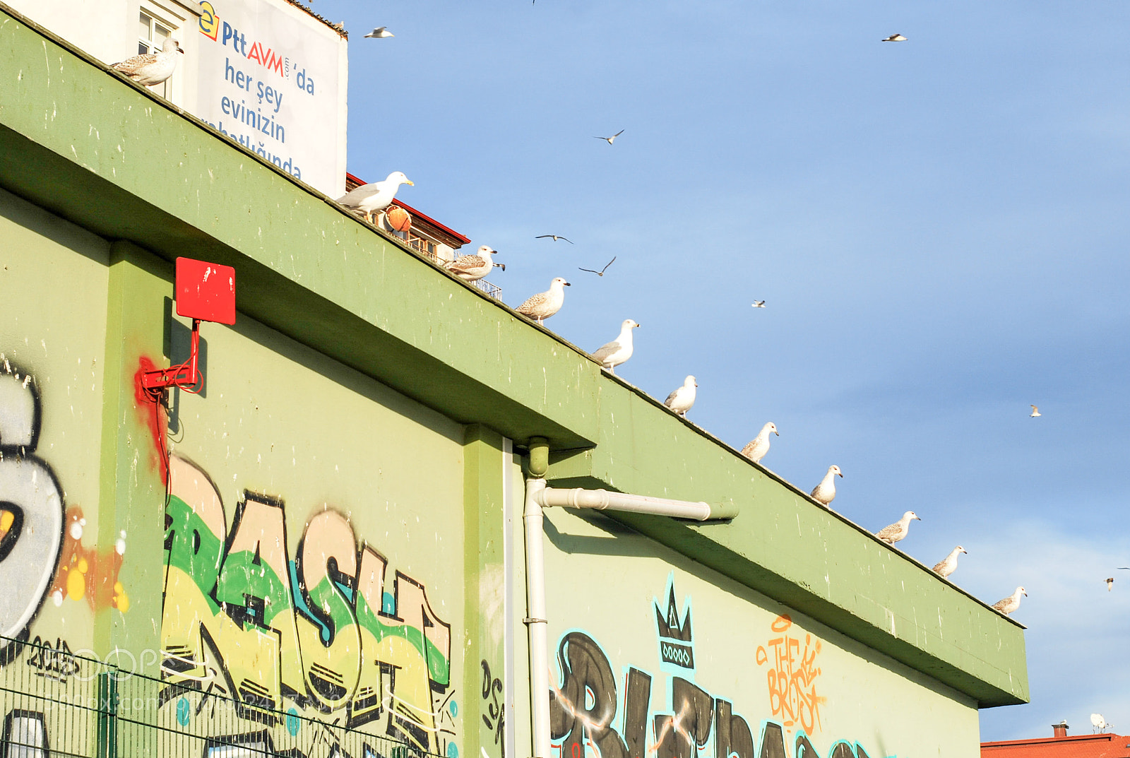 Nikon D60 sample photo. Istanbul gulls photography