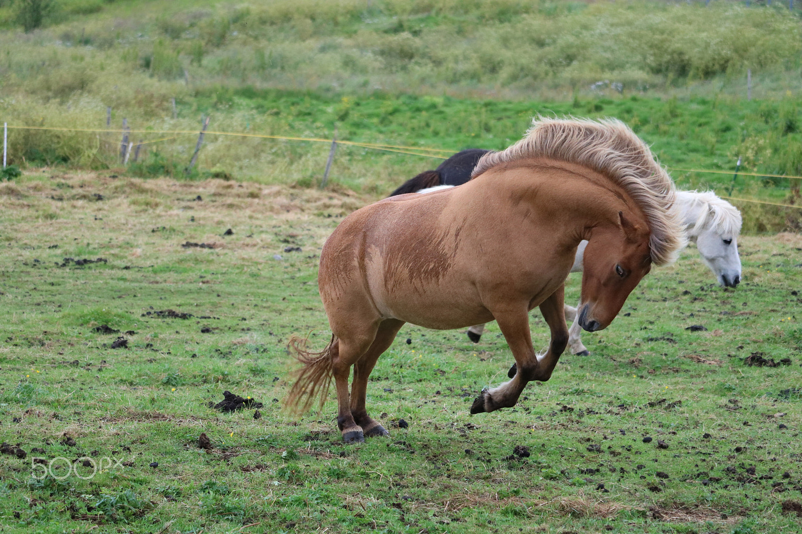 Canon EOS 750D (EOS Rebel T6i / EOS Kiss X8i) + Canon EF-S 55-250mm F4-5.6 IS STM sample photo. Horse having fun photography