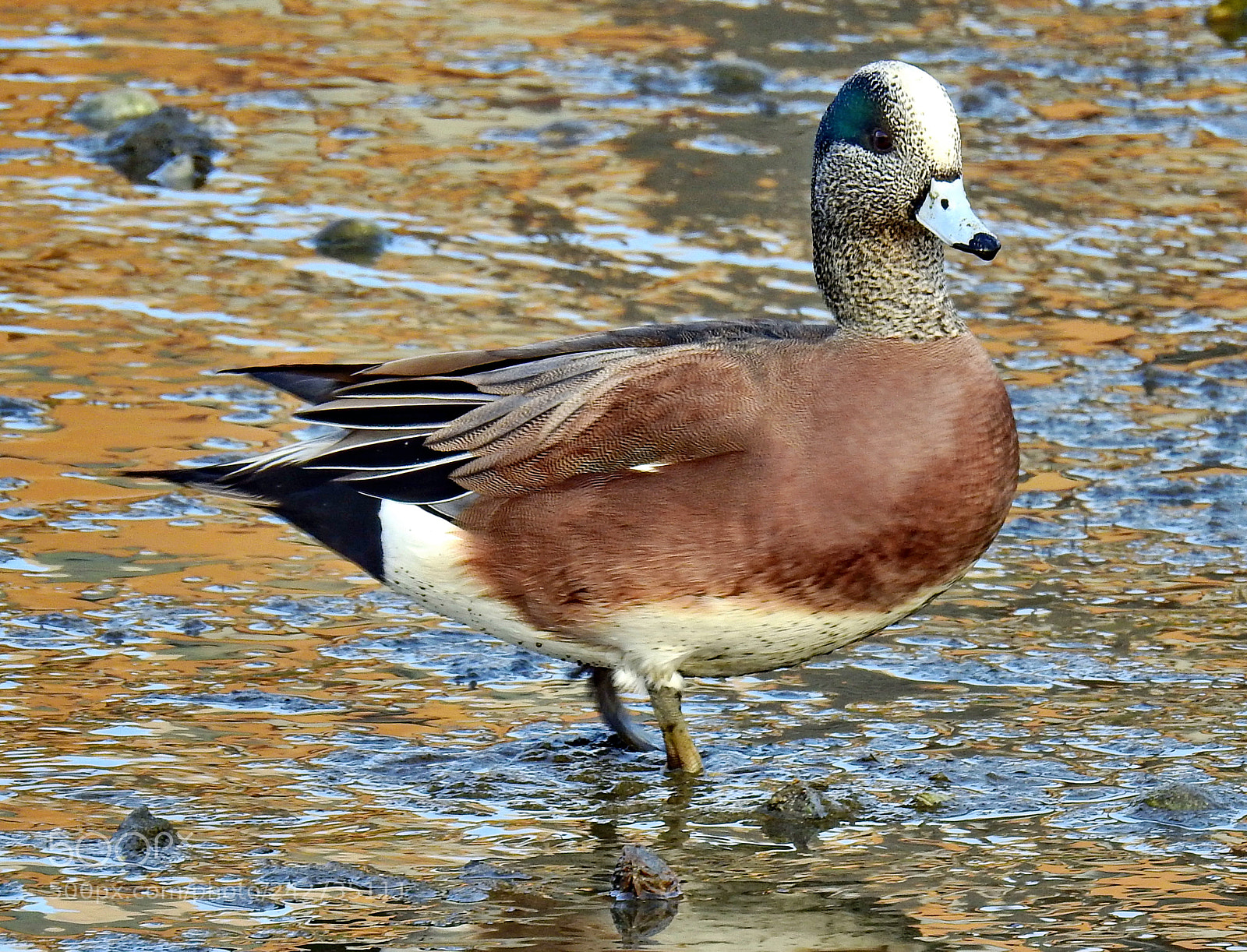 Nikon Coolpix P900 sample photo. Duck walking on the photography