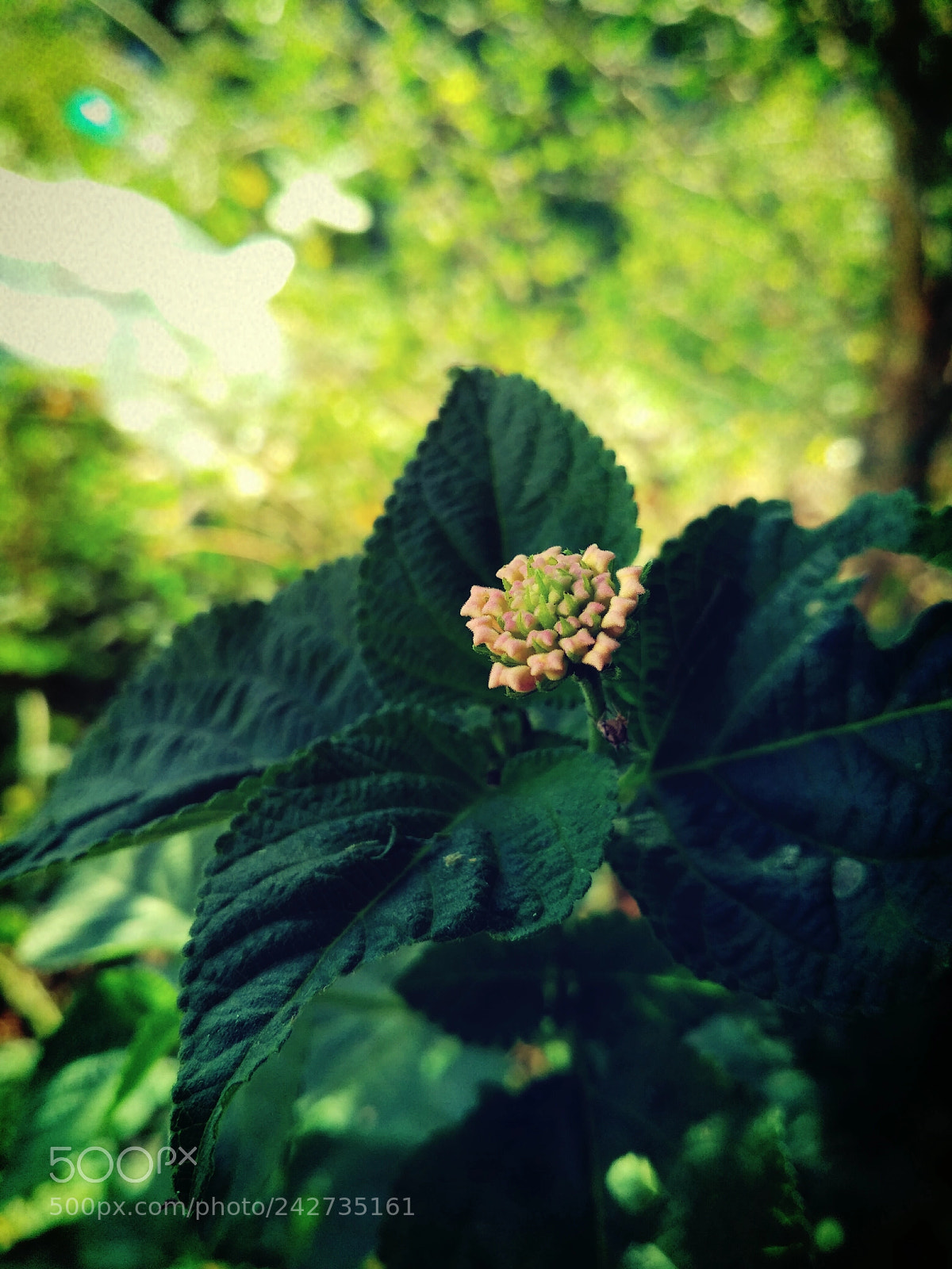 Xiaomi Redmi 3S sample photo. Wild nettle photography