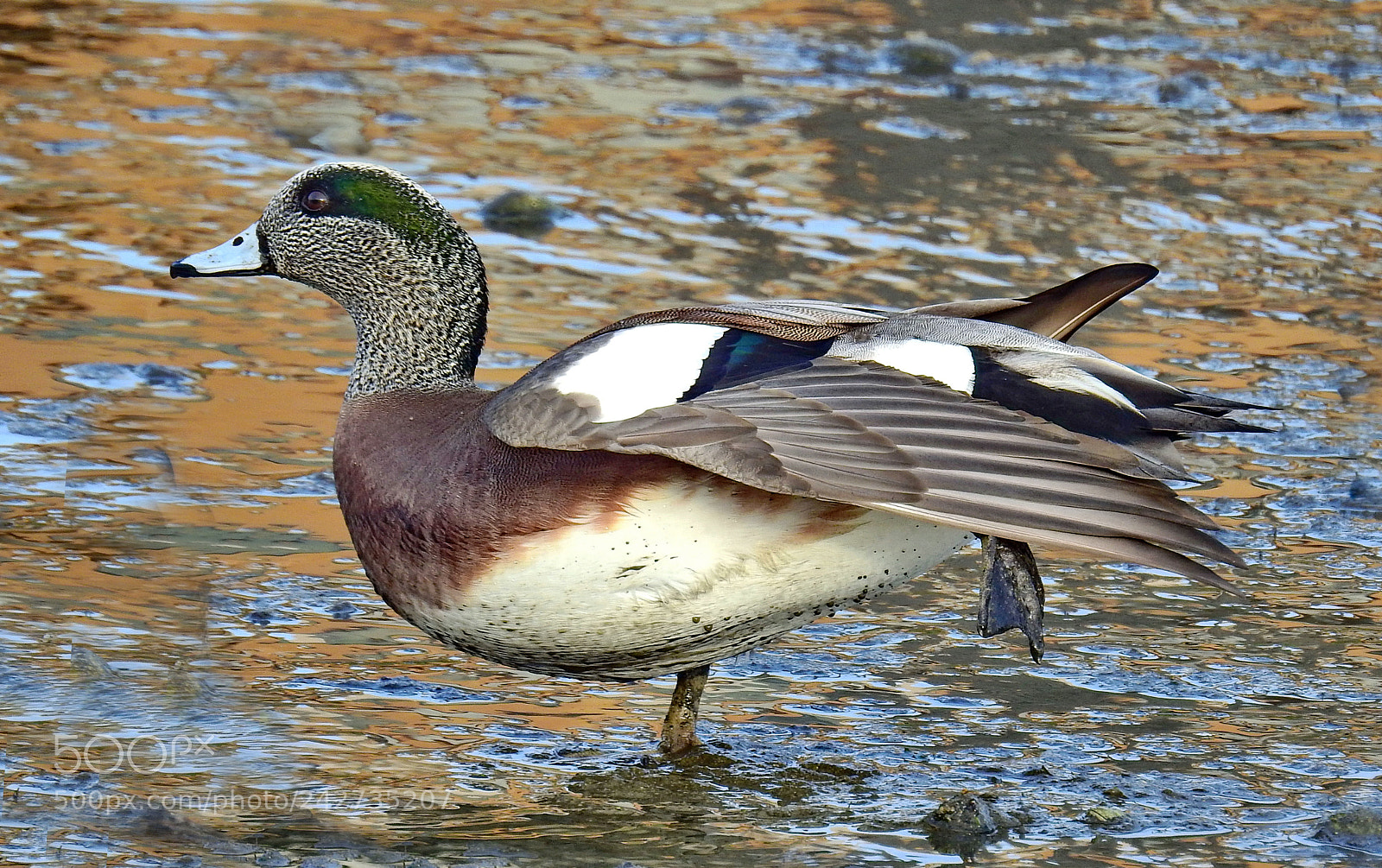 Nikon Coolpix P900 sample photo. Duck walking on the photography