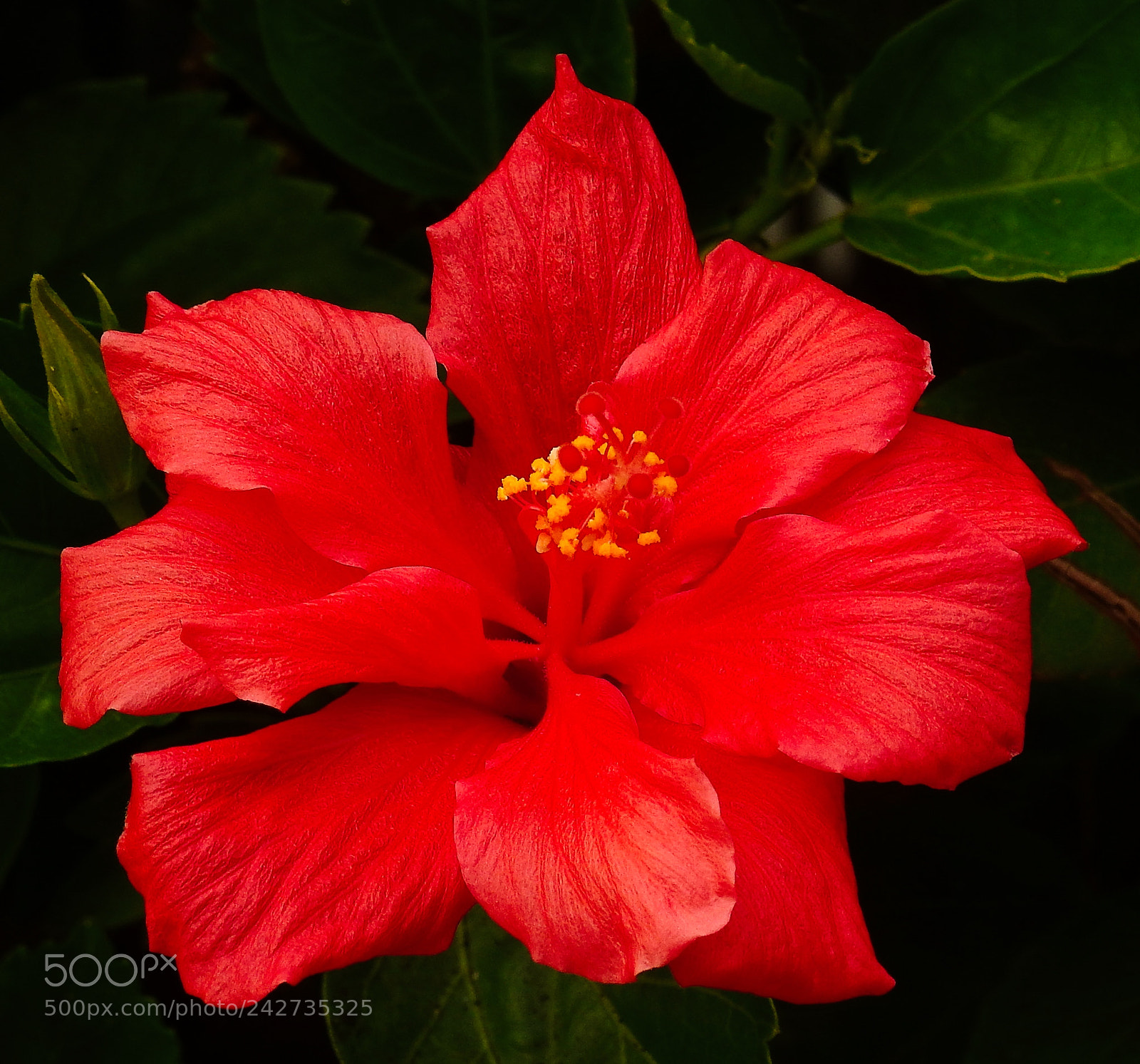 Nikon Coolpix P900 sample photo. A red hibiscus flower photography