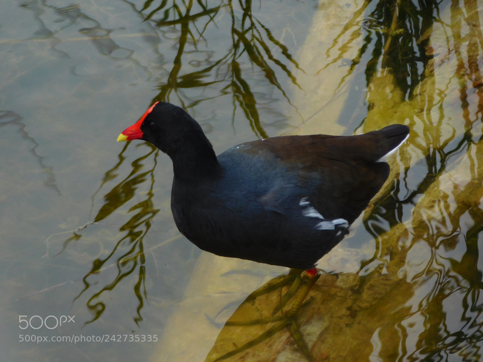 Nikon Coolpix L840 sample photo. Moorhen at lakes park photography