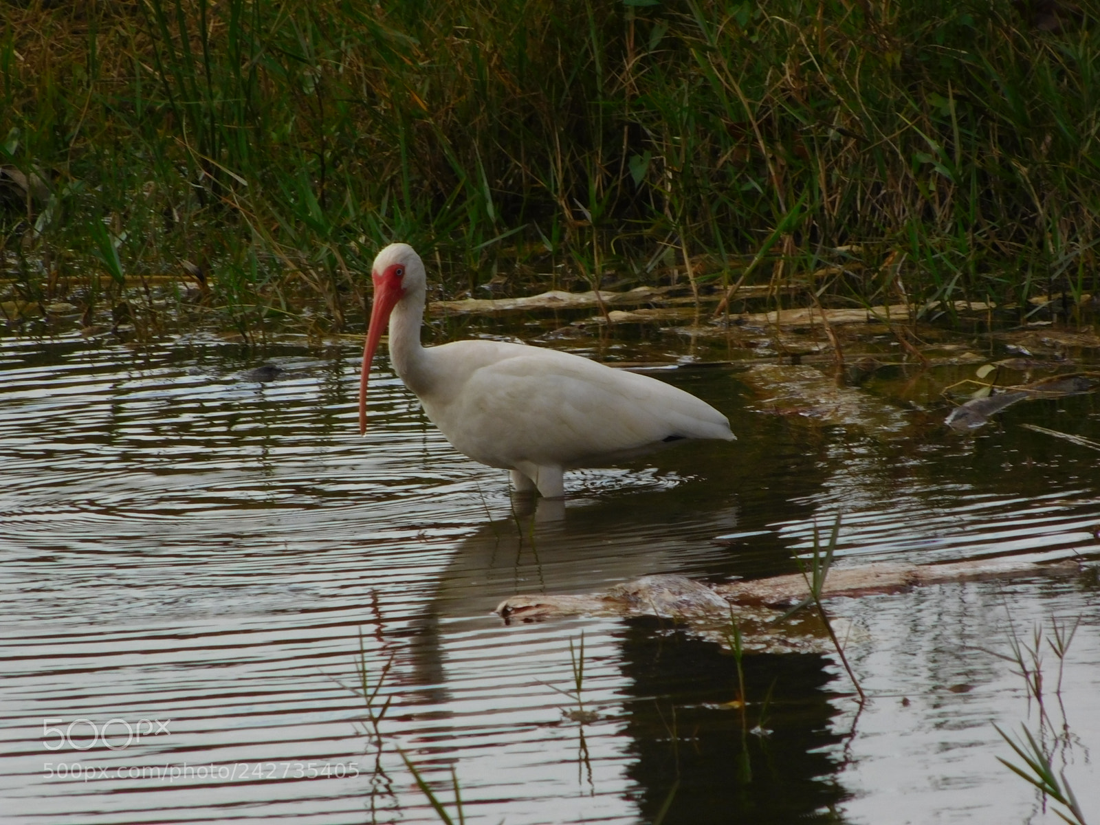 Nikon Coolpix L840 sample photo. White ibis at lakes photography