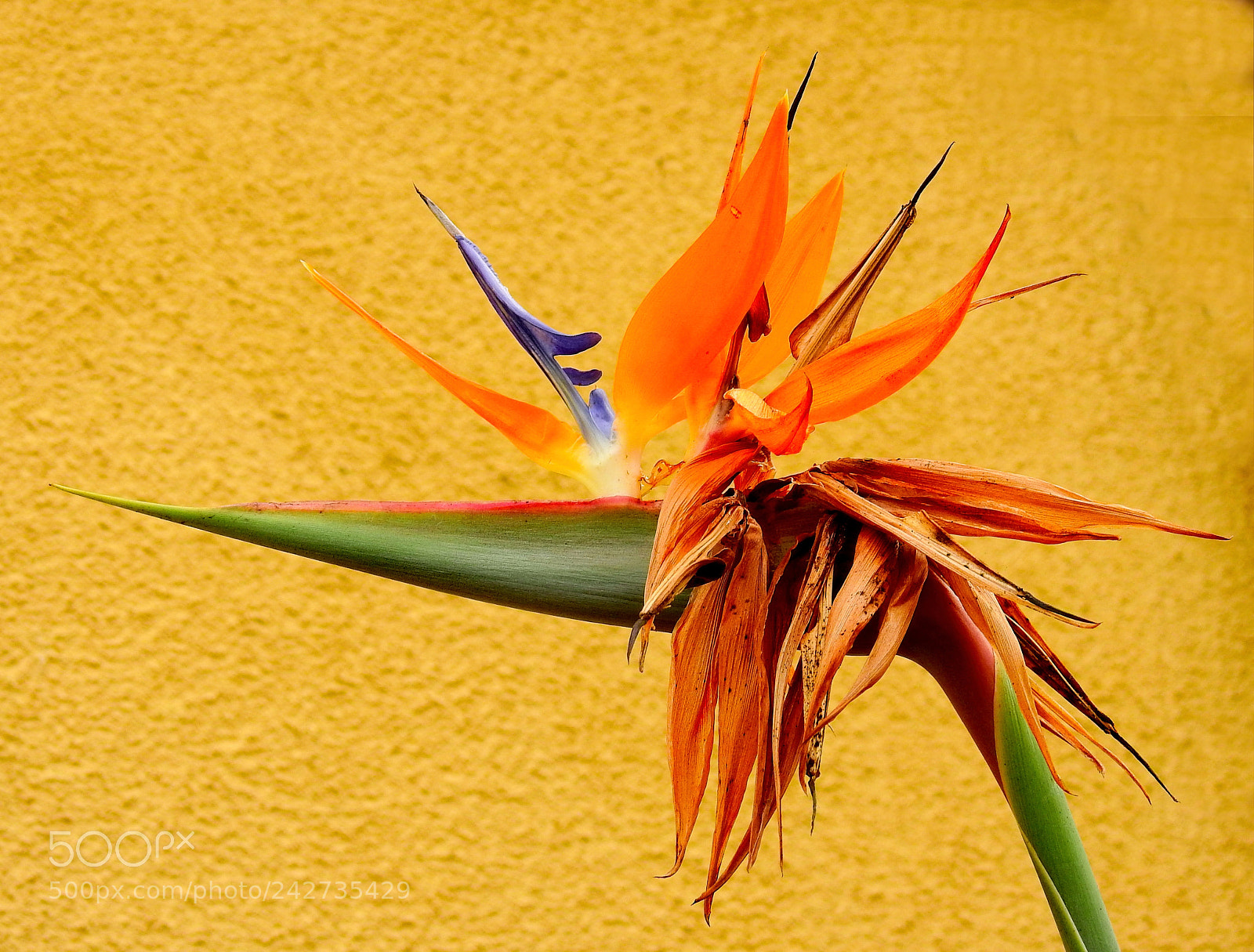 Nikon Coolpix P900 sample photo. Bird of paradise flower photography