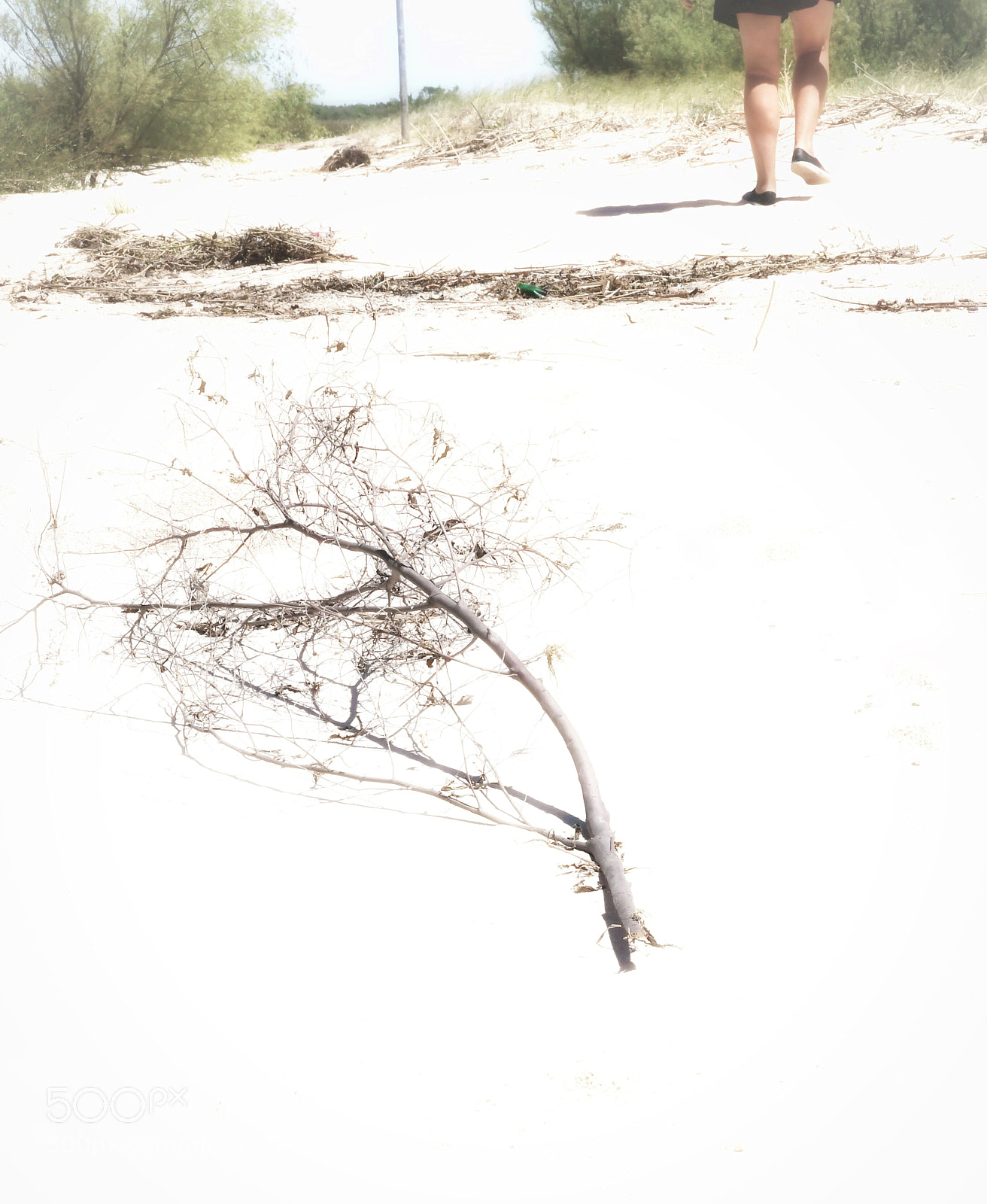 Nikon D500 sample photo. Walking in the sun photography