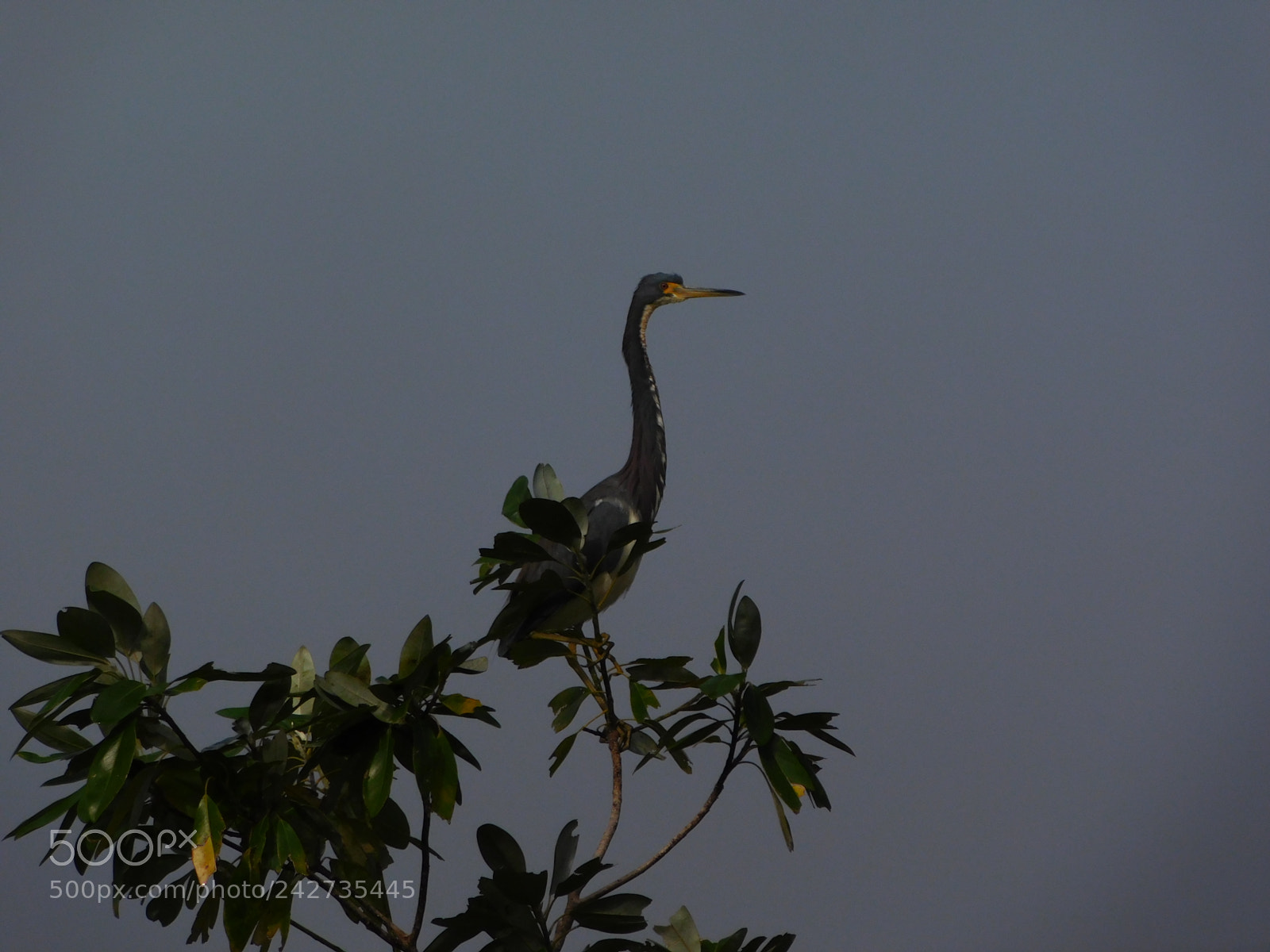 Nikon Coolpix L840 sample photo. Little blue heron in photography
