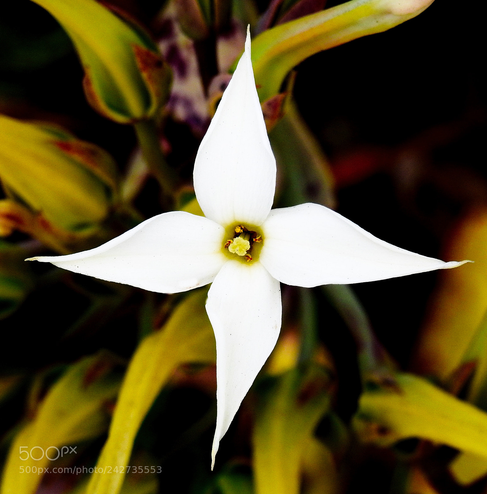 Nikon Coolpix P900 sample photo. White star flower three photography