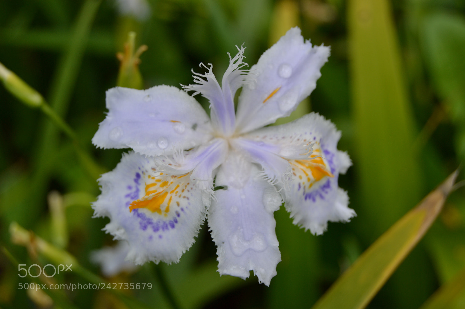 Nikon D3100 sample photo. Serre d'auteuil photography