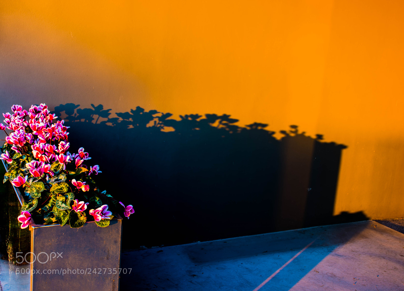 Nikon D7200 sample photo. Flower bed, colour and photography
