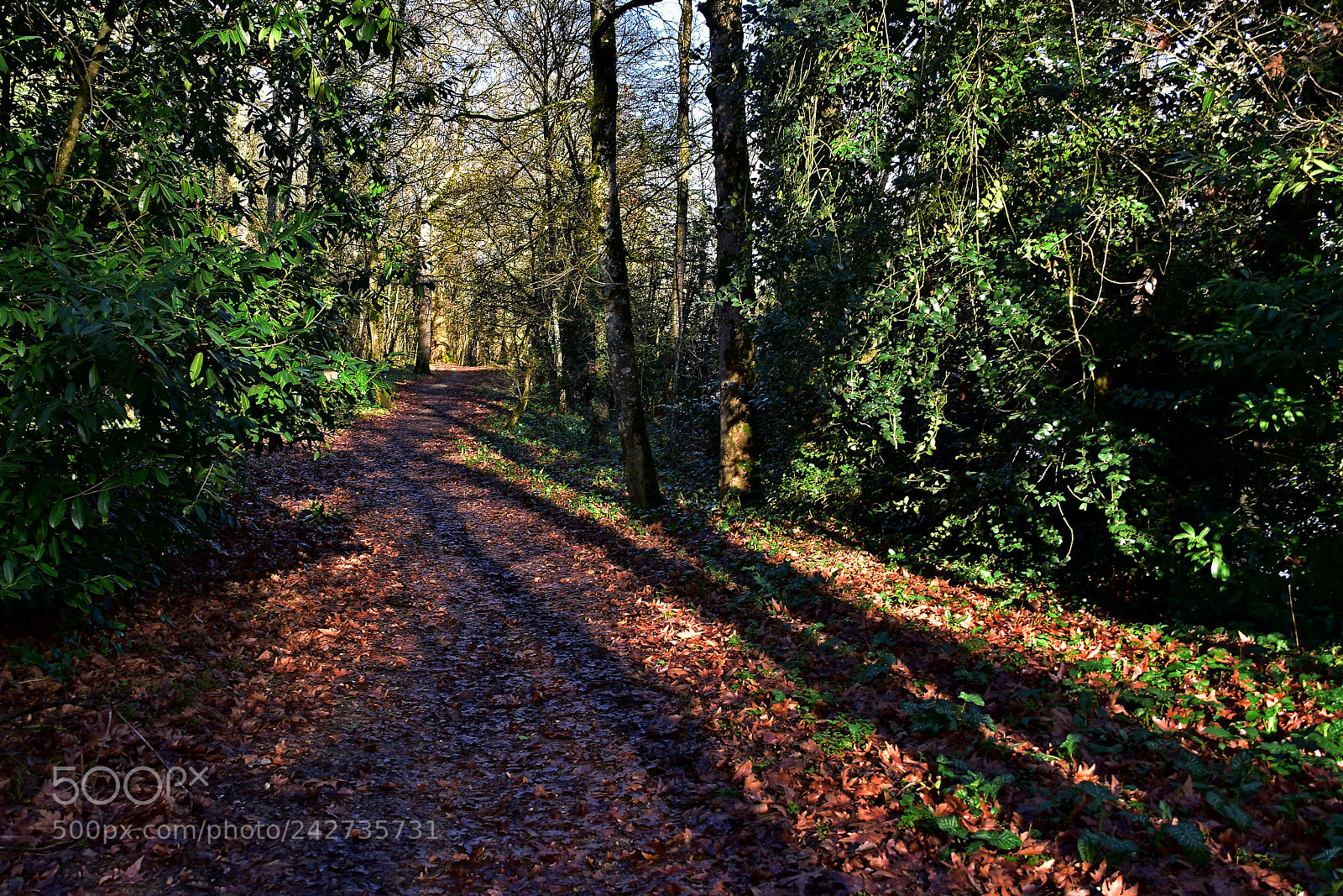 Nikon D3400 sample photo. A walk in the photography