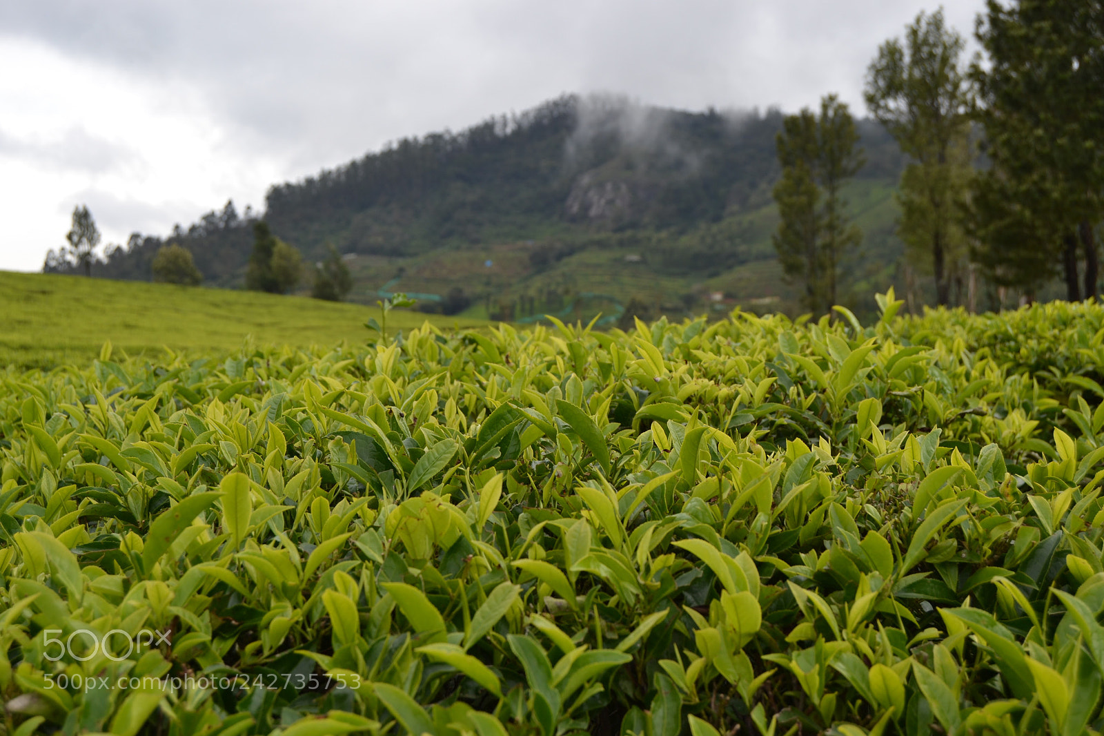 Nikon D3100 sample photo. Tea farm photography
