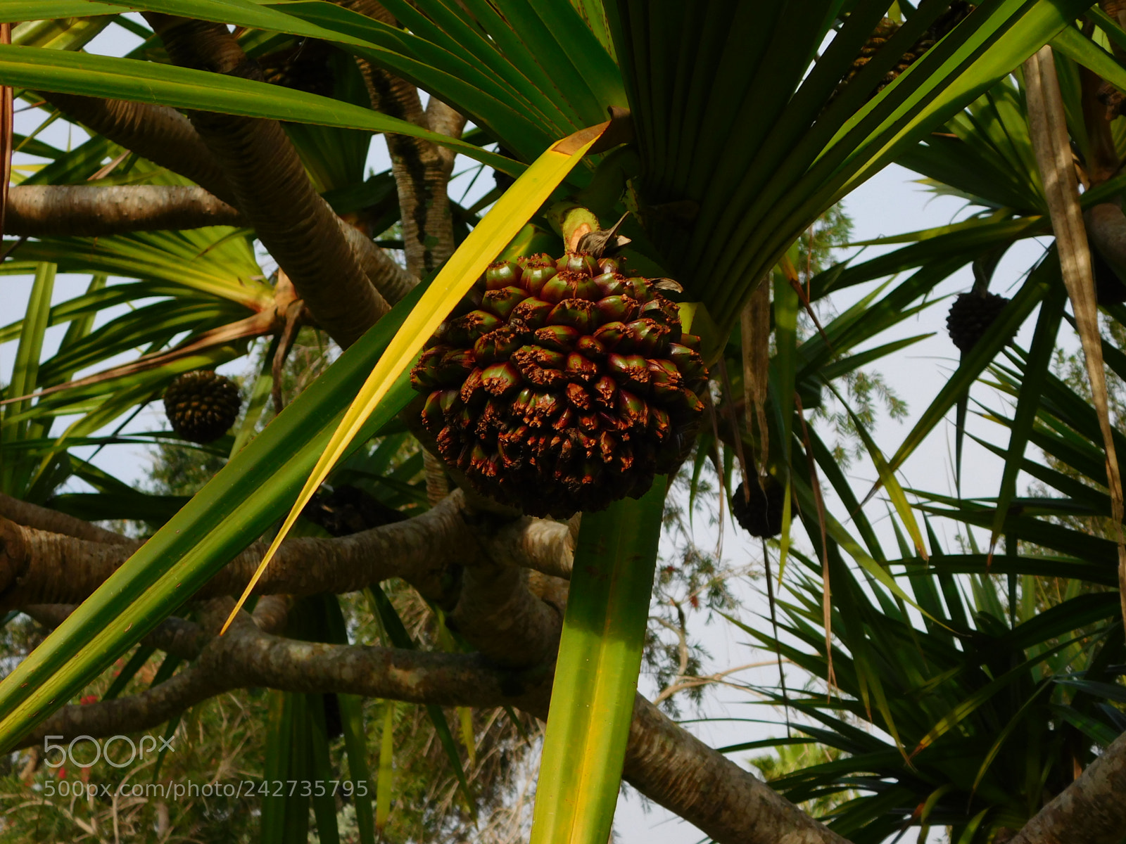 Nikon Coolpix L840 sample photo. Screwpine cone photography
