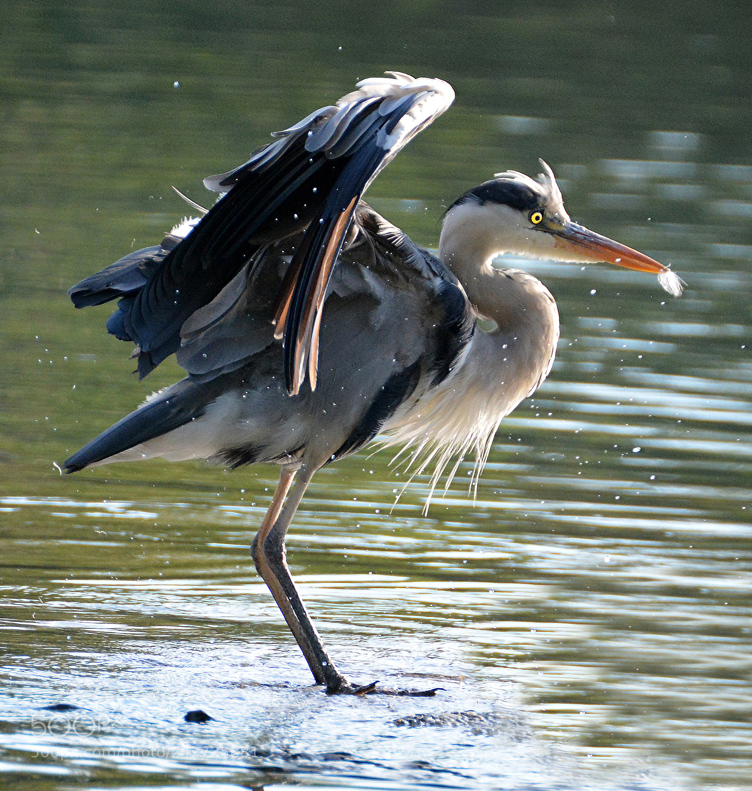 Nikon D7100 sample photo. The heron and the photography