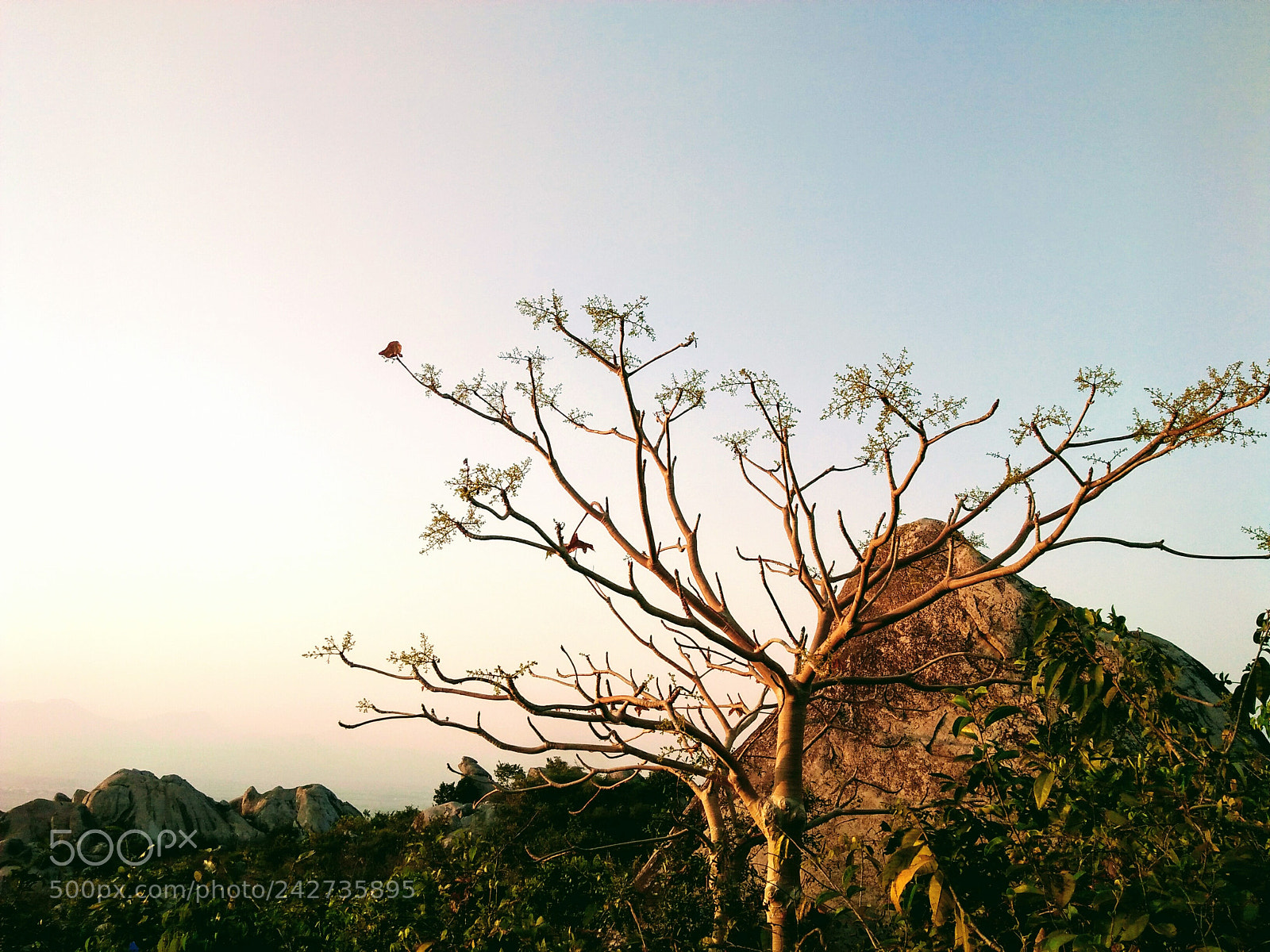 OPPO A37fw-International sample photo. Untitled photography