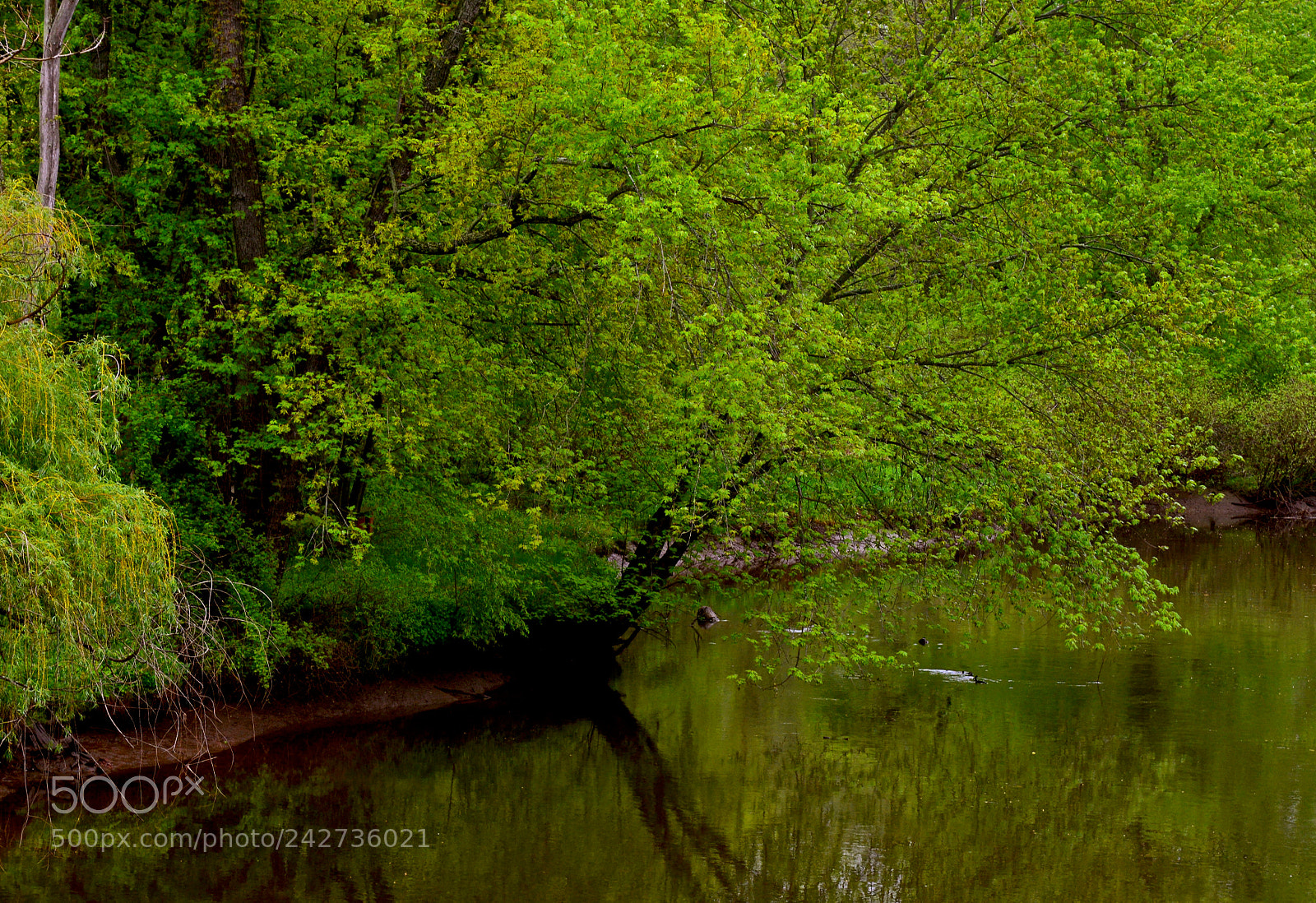 Nikon D600 sample photo. Spring on the quinnipiac photography