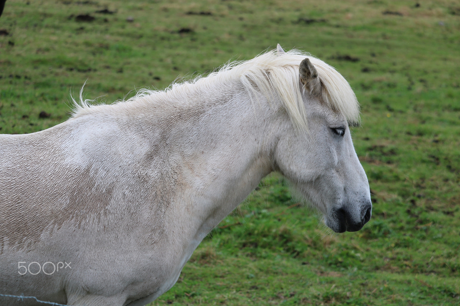 Canon EOS 750D (EOS Rebel T6i / EOS Kiss X8i) + Canon EF-S 55-250mm F4-5.6 IS STM sample photo. Horse photography