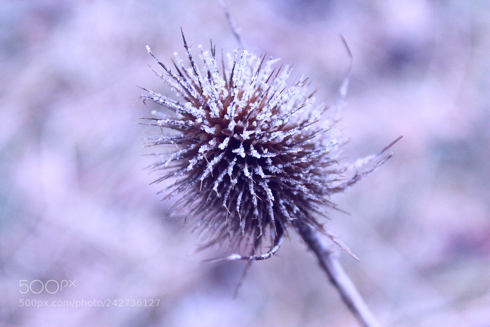 Canon EOS 1100D (EOS Rebel T3 / EOS Kiss X50) sample photo. Fake snowflake photography