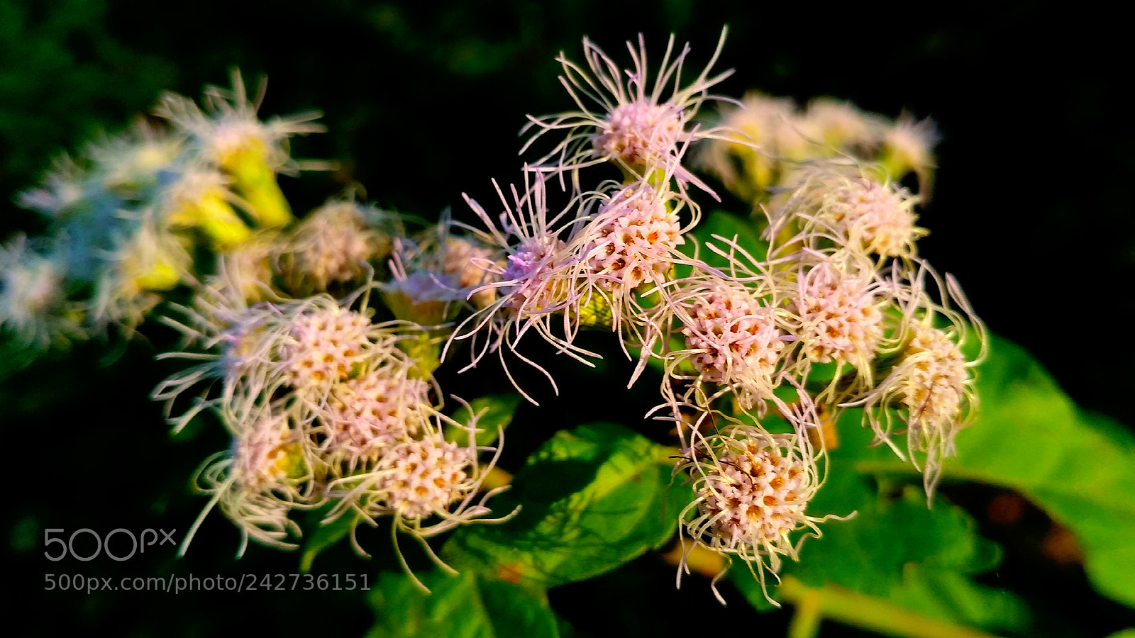Xiaomi Redmi 3S sample photo. Stingin nettle flowers photography