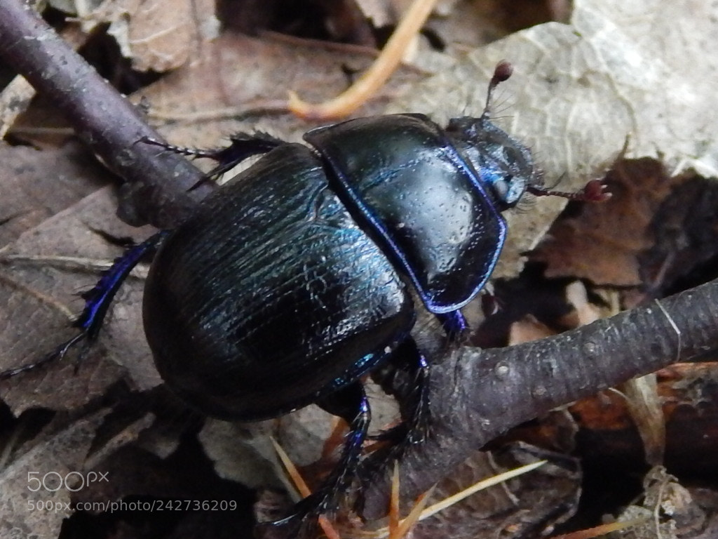 Nikon Coolpix L820 sample photo. Beetle photography