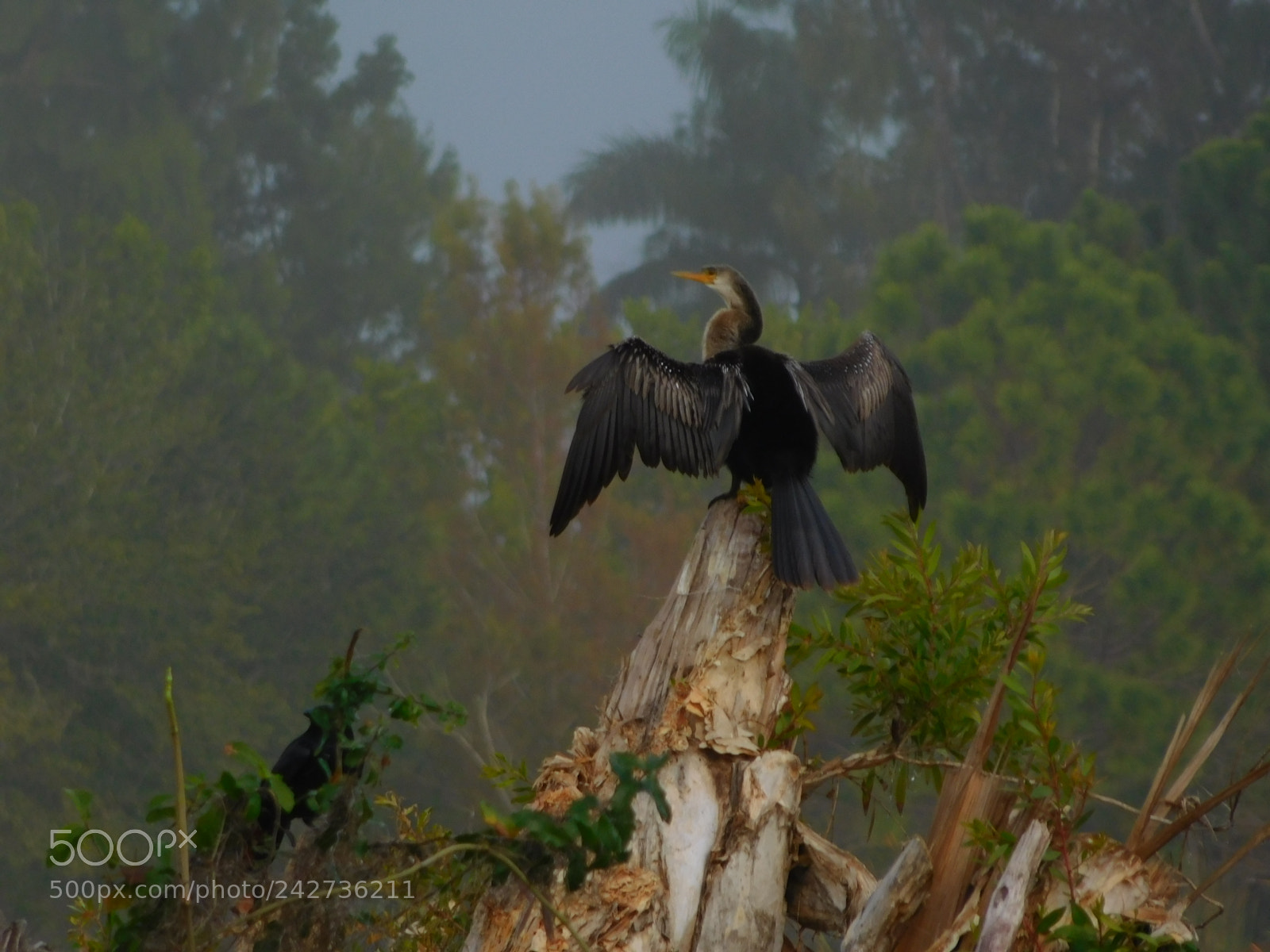 Nikon Coolpix L840 sample photo. American anhinga photography