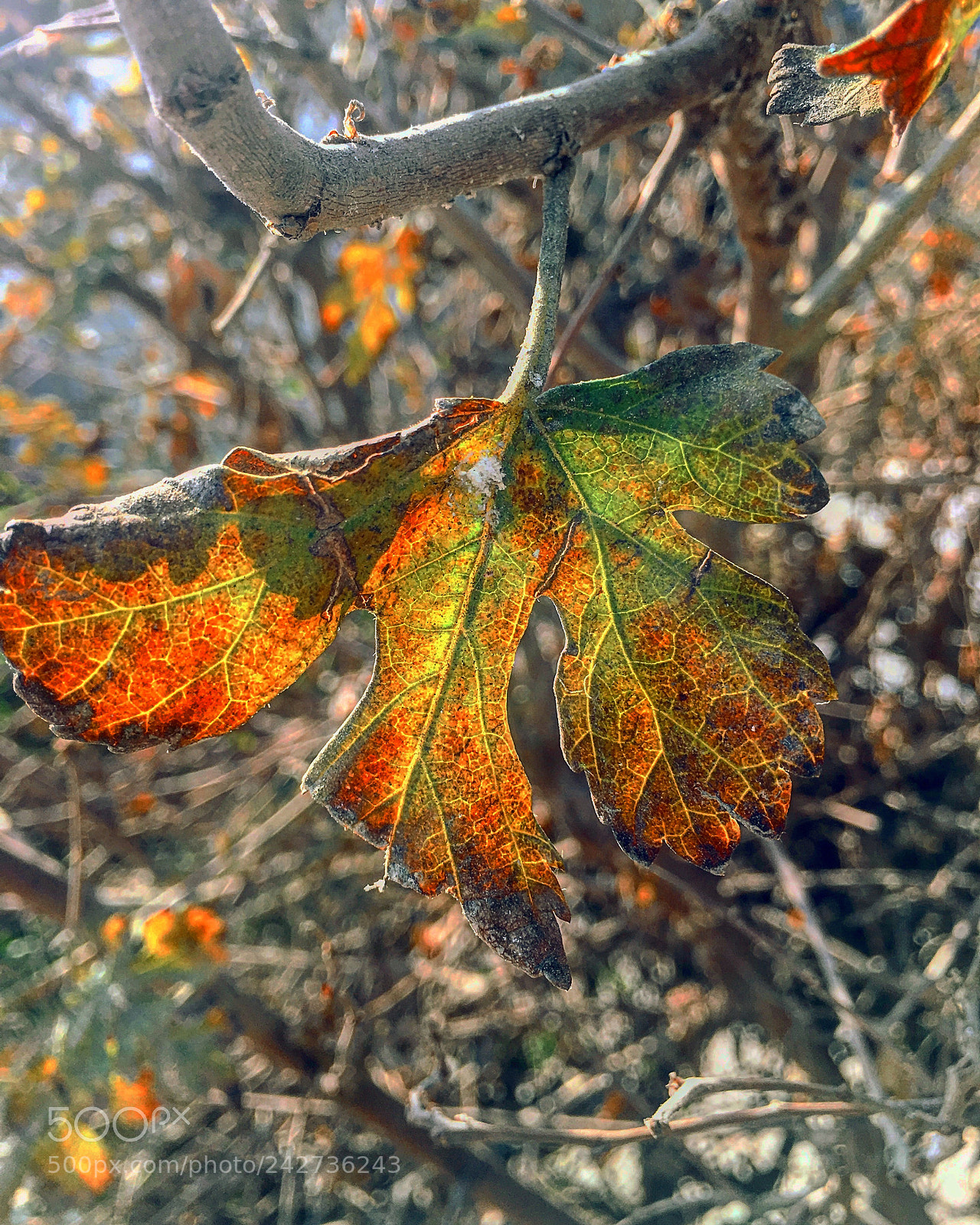 Apple iPhone 6s Plus sample photo. Untitled photography