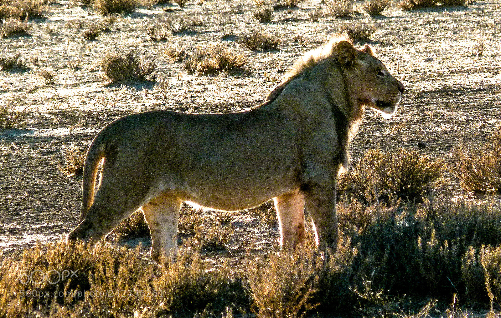 Panasonic Lumix DMC-FZ100 sample photo. Lion in backlight photography