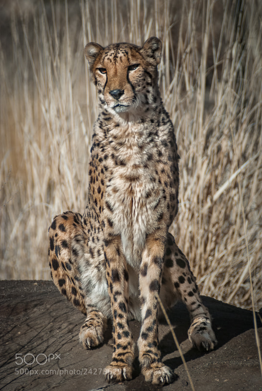 Nikon D80 sample photo. Sitting cheetah photography