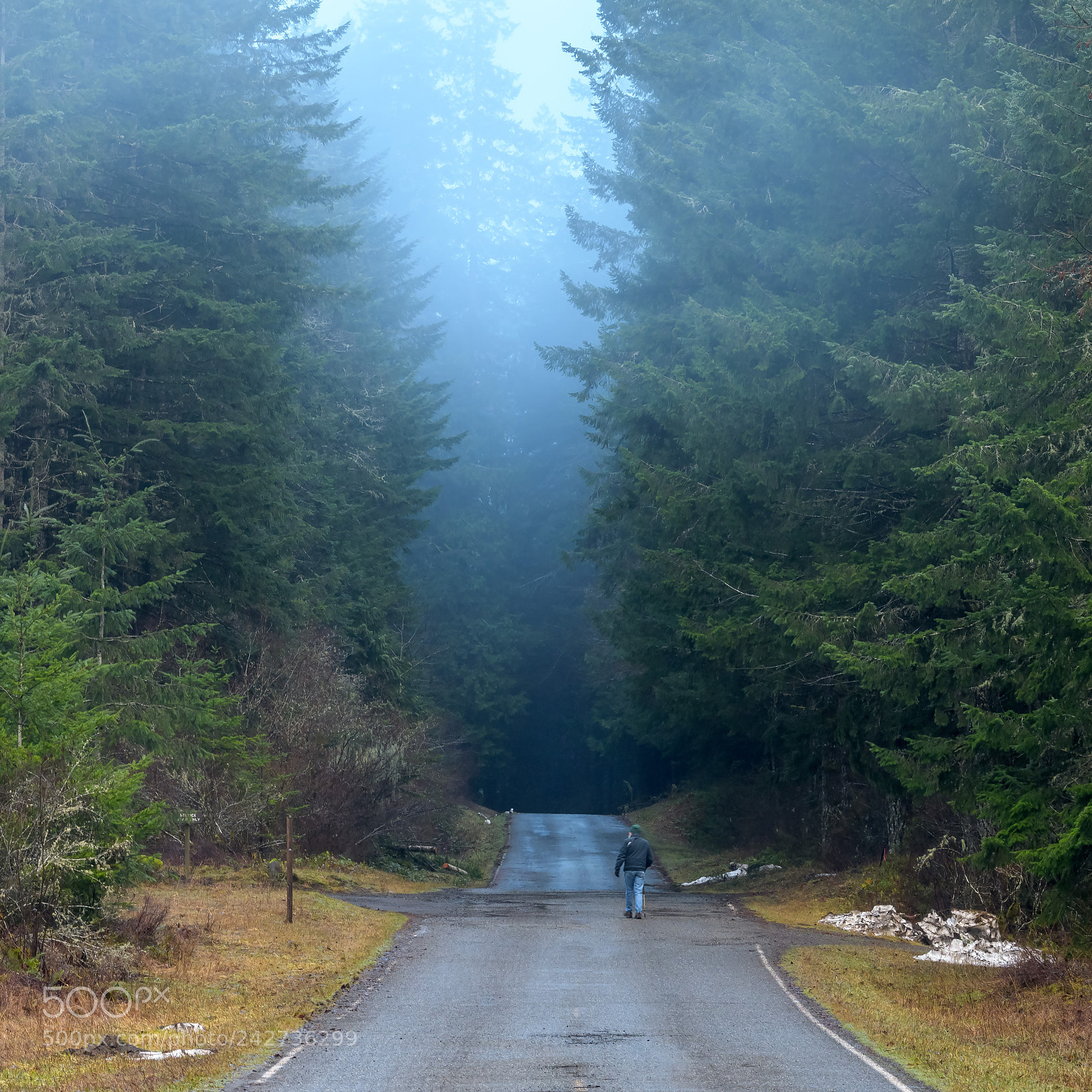Nikon D500 sample photo. Into the ancient forest photography
