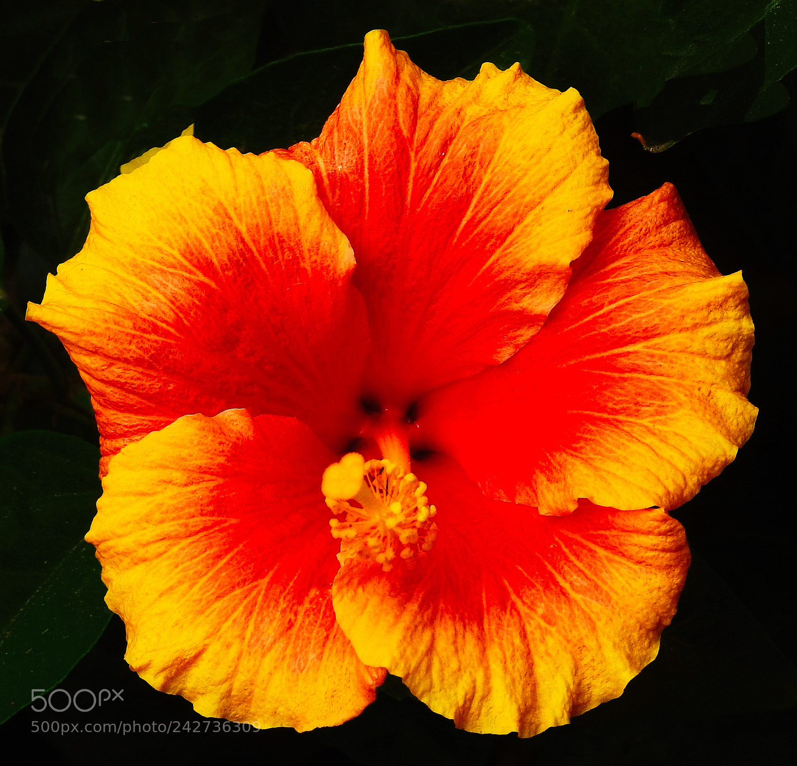 Nikon Coolpix P900 sample photo. Gold and red flower photography