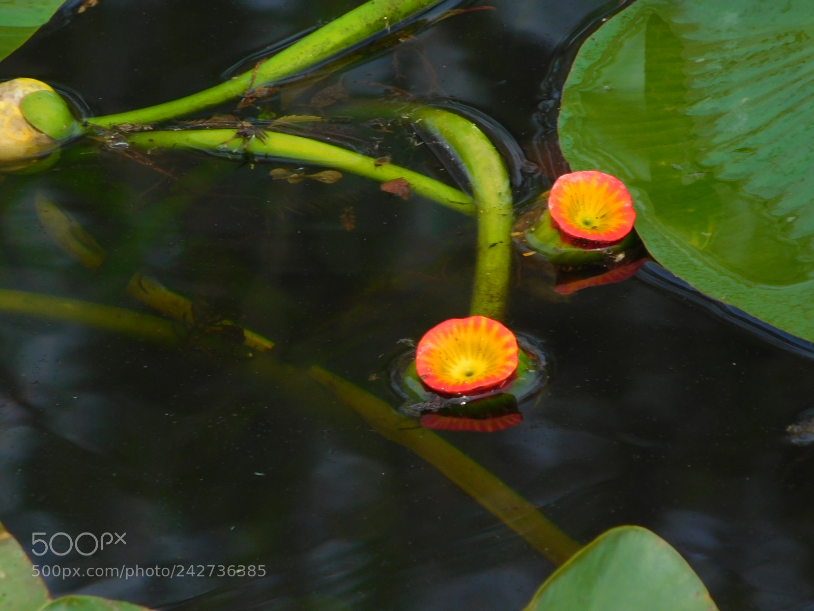 Nikon Coolpix L840 sample photo. Spatterdock photography