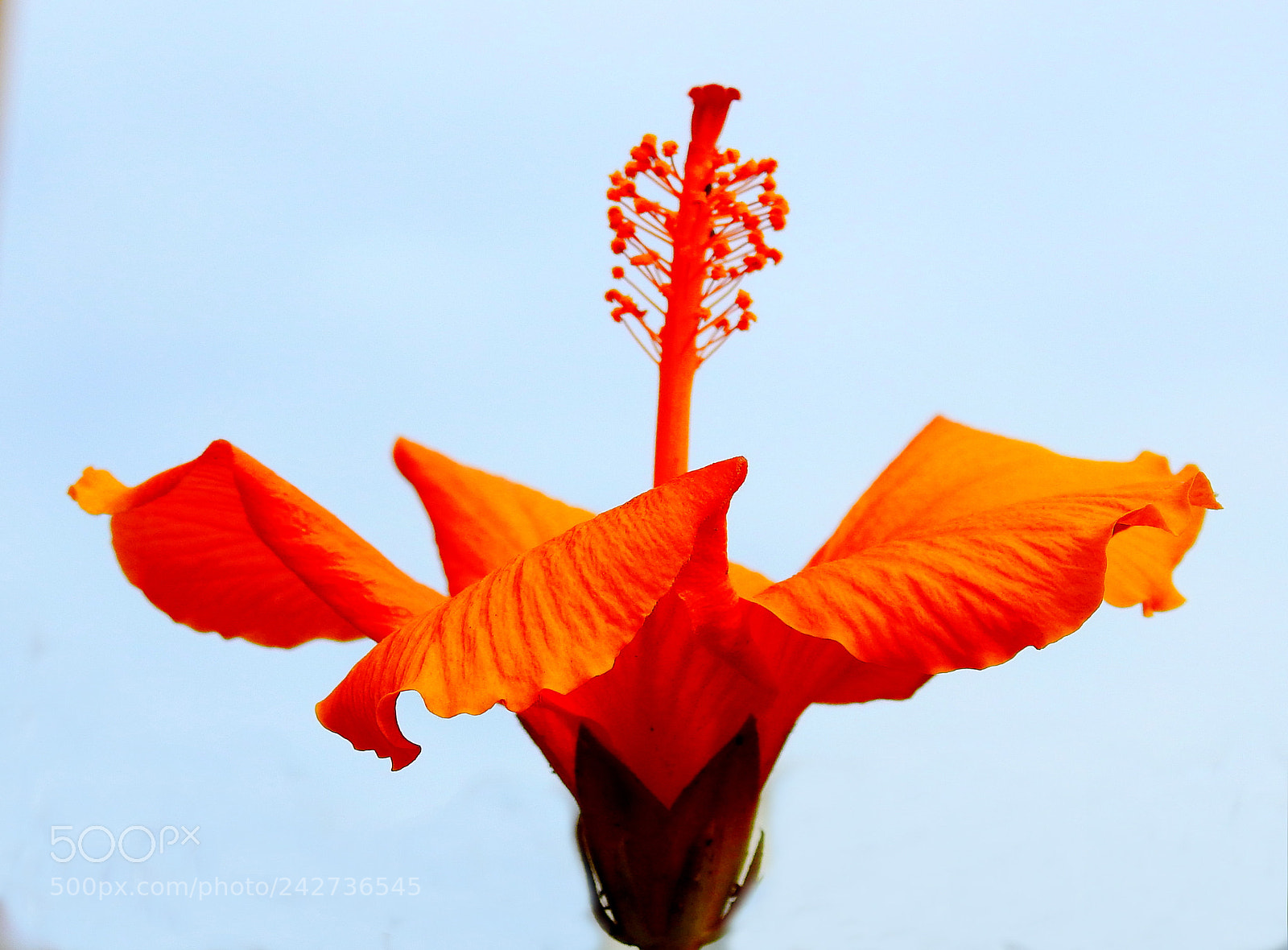 Nikon Coolpix P900 sample photo. Orange hibiscus flower in photography