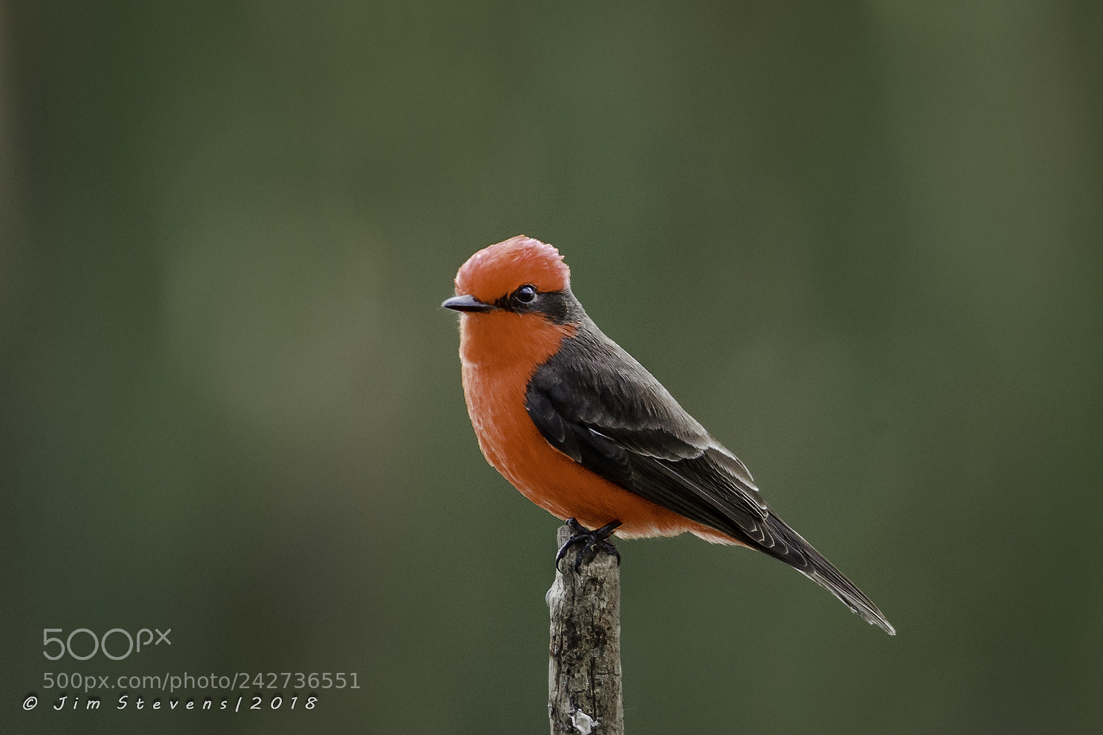 Canon EOS-1D X sample photo. Vermillion flycatcher photography