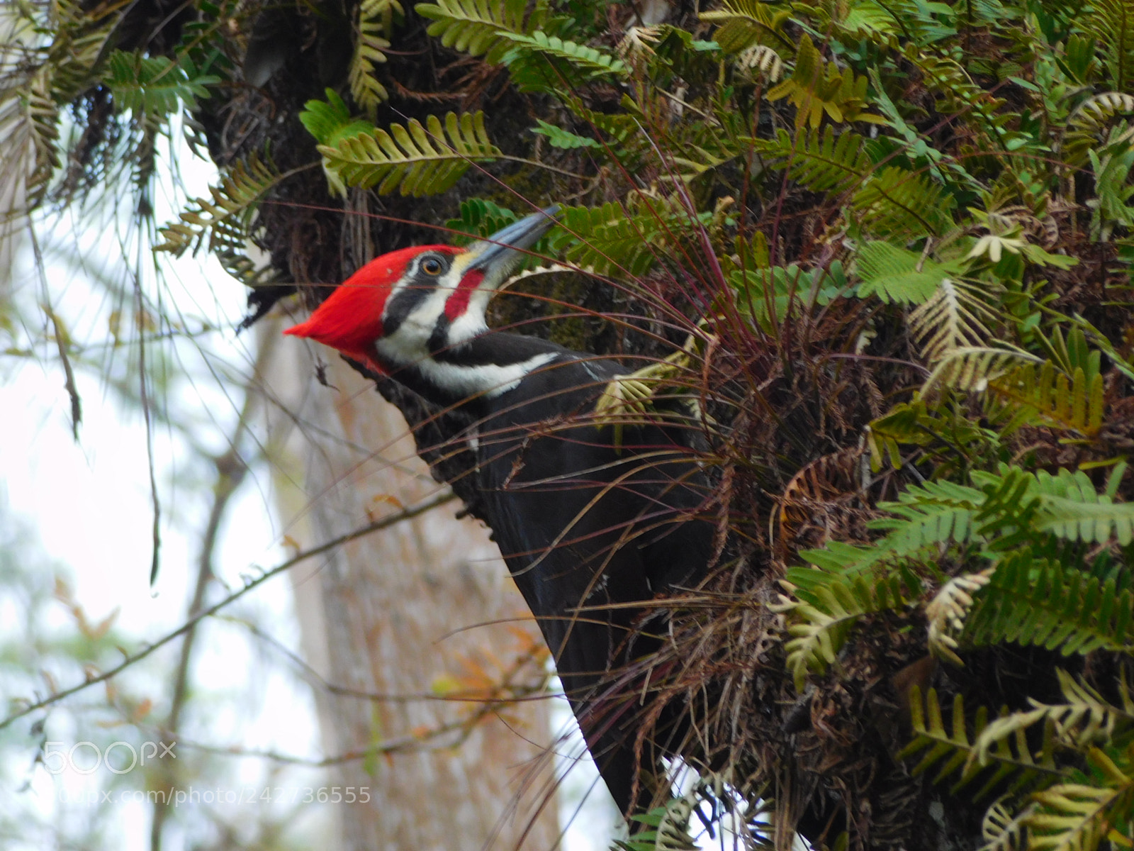 Nikon Coolpix L840 sample photo. Pileated woodpecker in the photography